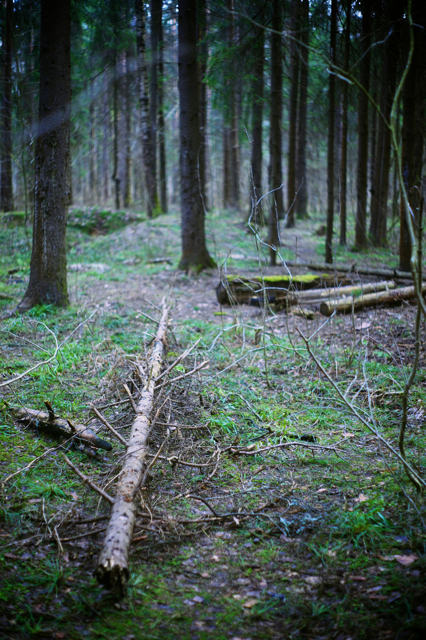 Sony Alpha DSLR-A850 + Minolta AF 50mm F1.7 sample photo. Fallen tree photography