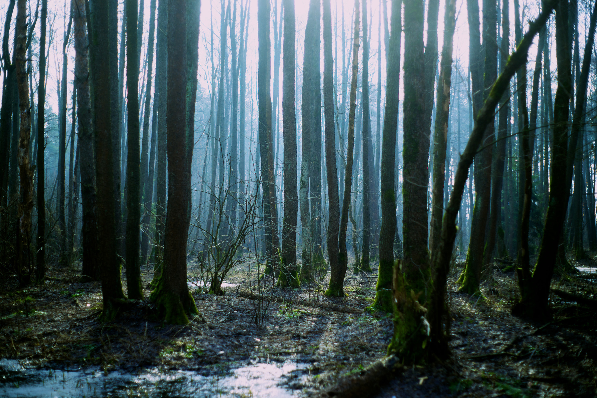 Sony Alpha DSLR-A850 + Minolta AF 50mm F1.7 sample photo. Foggy forest photography