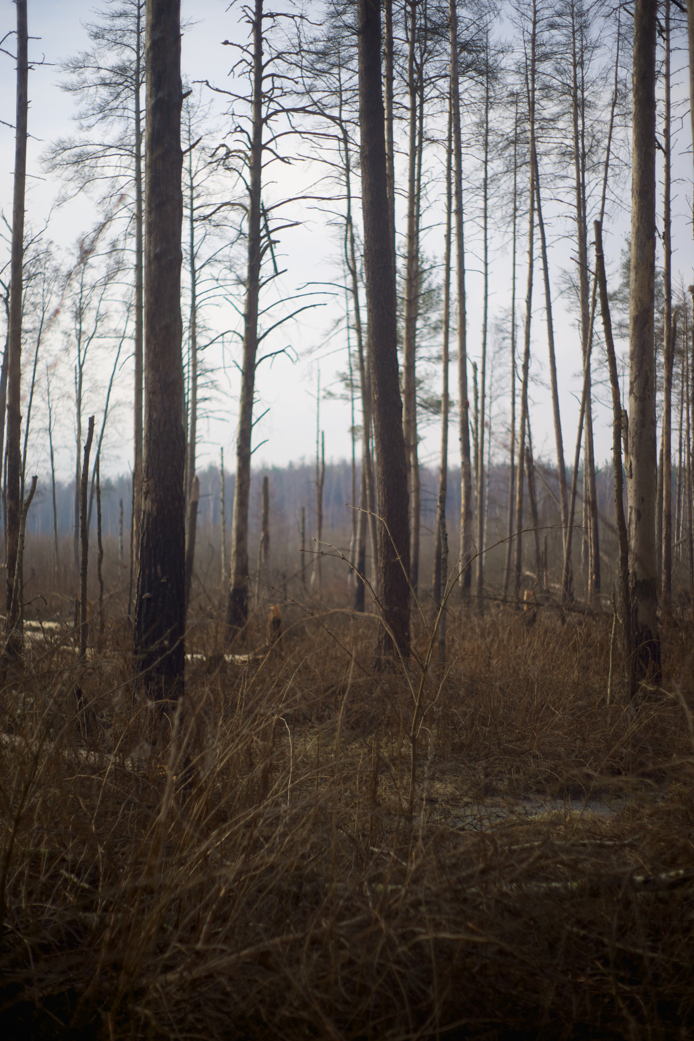 Sony Alpha DSLR-A850 + Minolta AF 50mm F1.7 sample photo. Forest photography