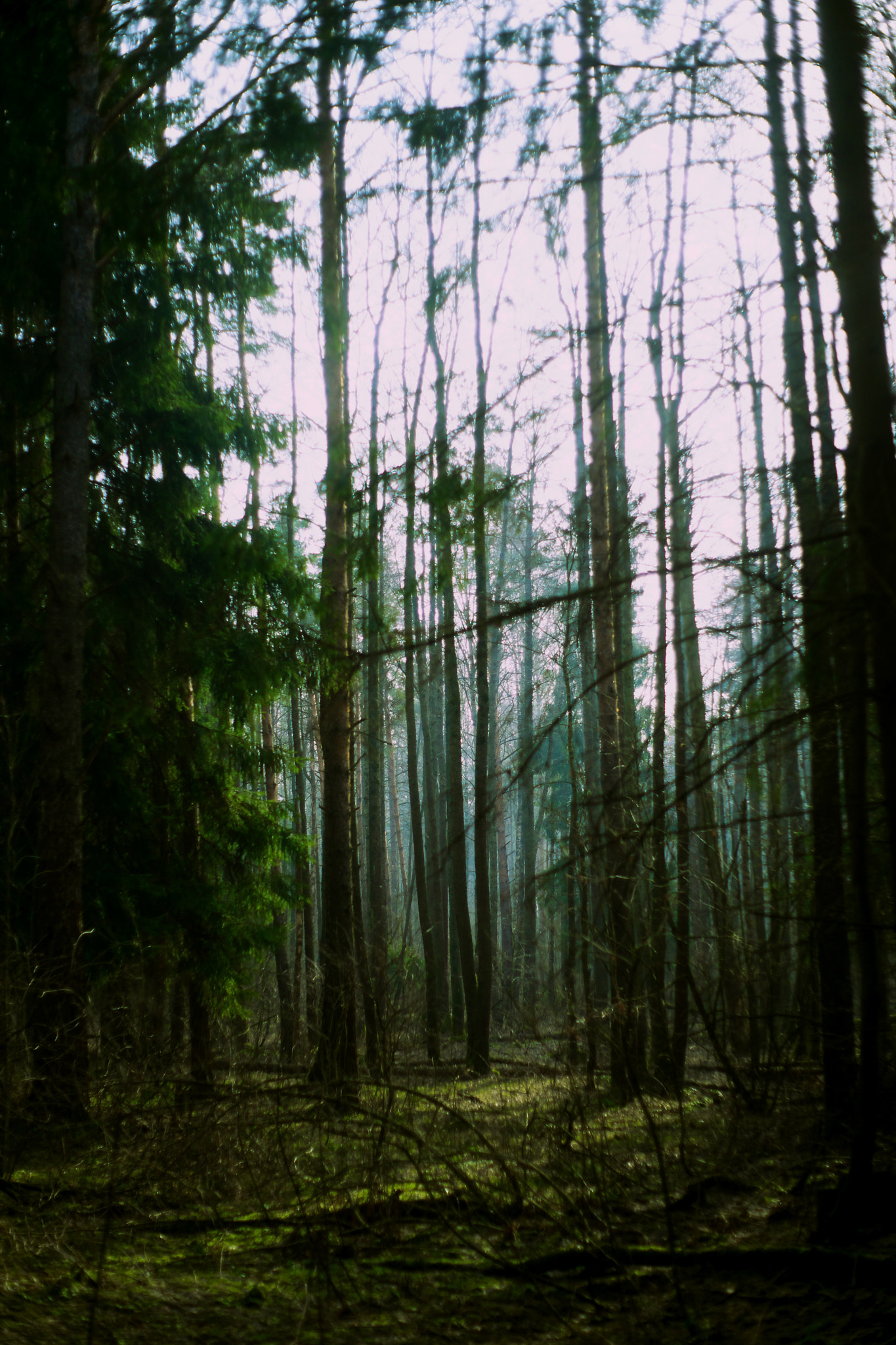 Sony Alpha DSLR-A850 + Minolta AF 50mm F1.7 sample photo. Fog in the forest photography