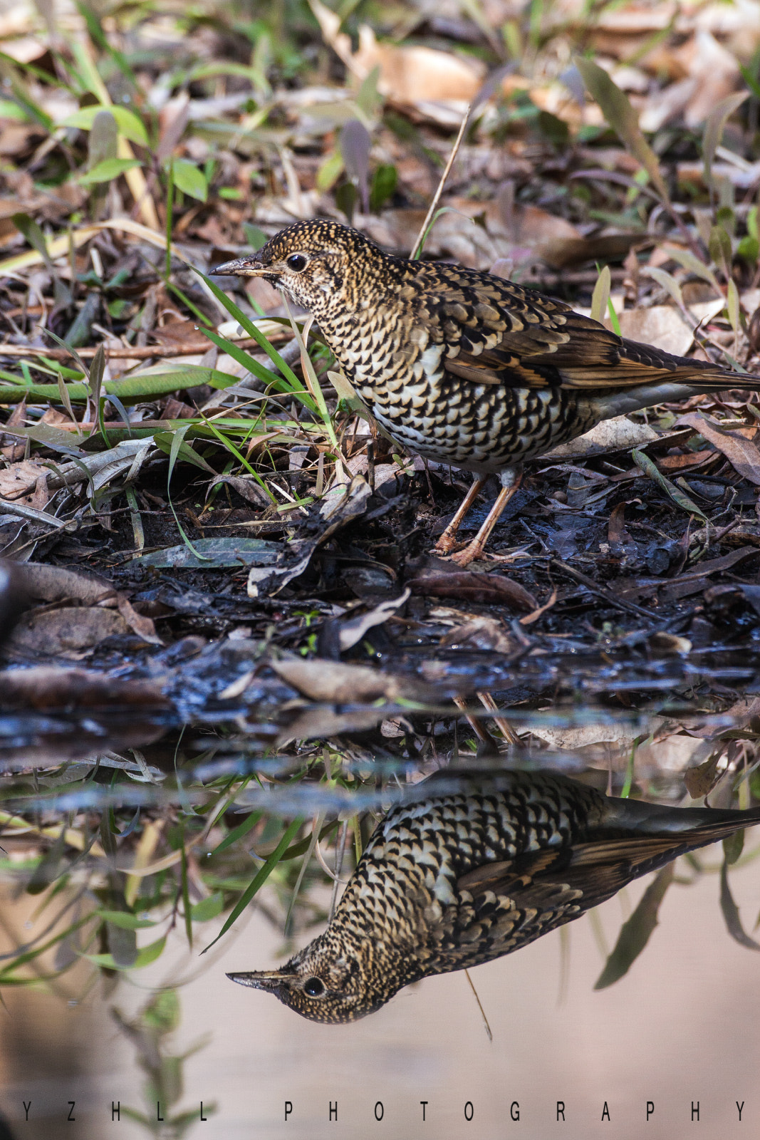 Canon EOS 50D + Canon EF 500mm F4L IS USM sample photo. Zoothera dauma photography