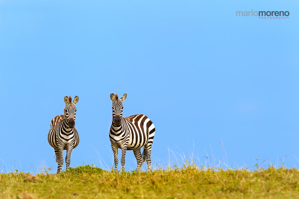 Canon EF 300mm F2.8L IS USM sample photo. Two zebras & a blue sky photography