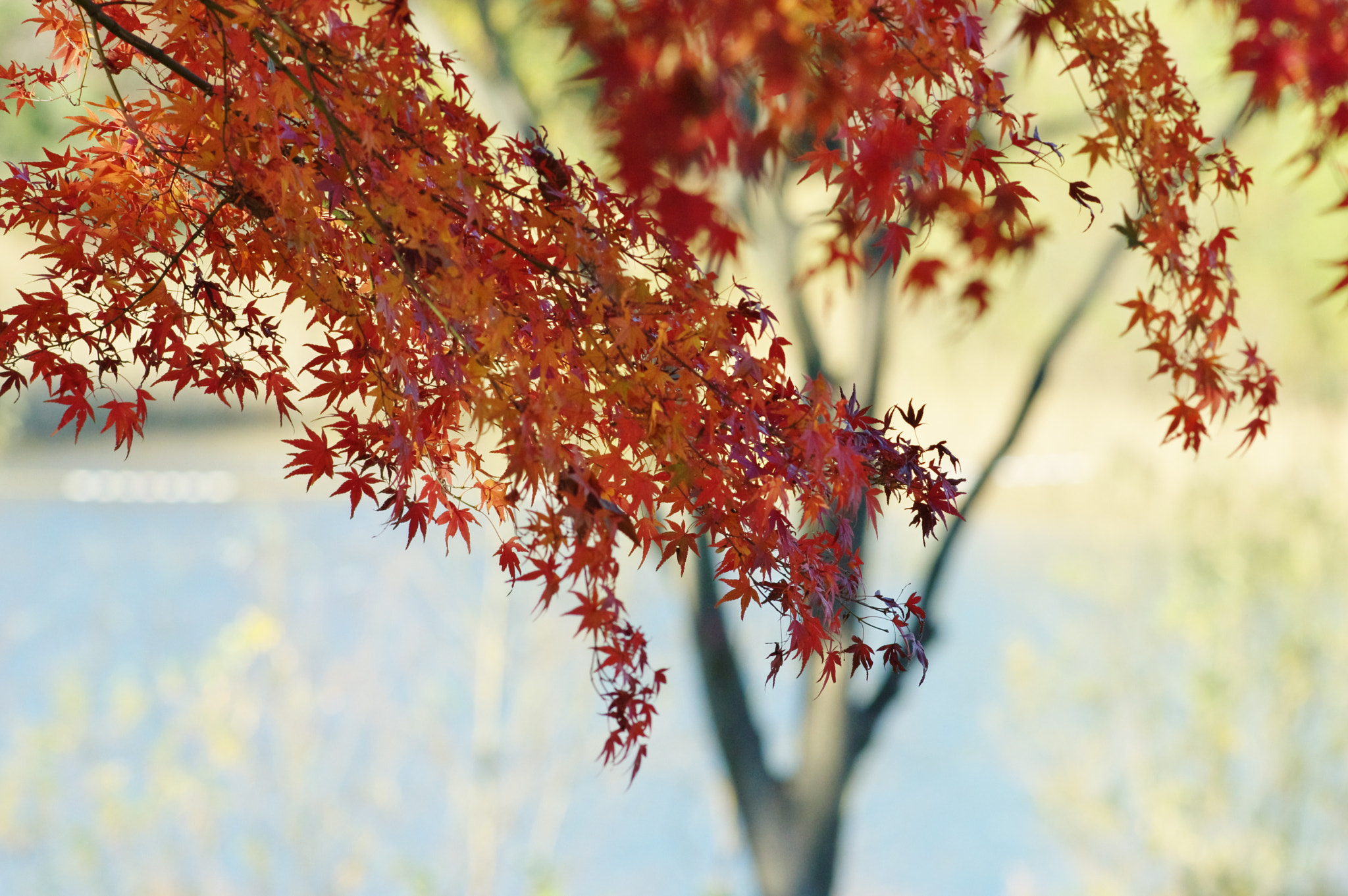 Pentax K-3 sample photo. There still was an autumn there today photography