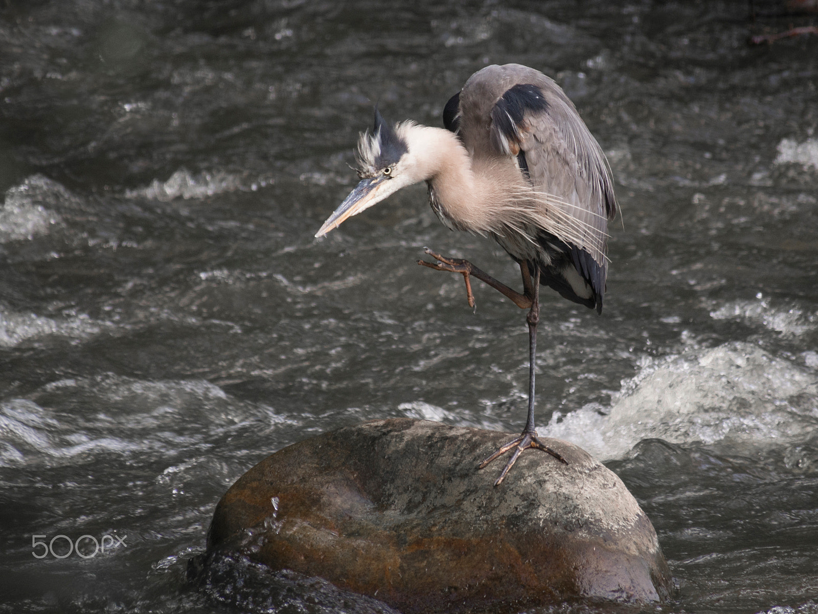 Olympus PEN E-PL5 sample photo. Itching great blue heron photography