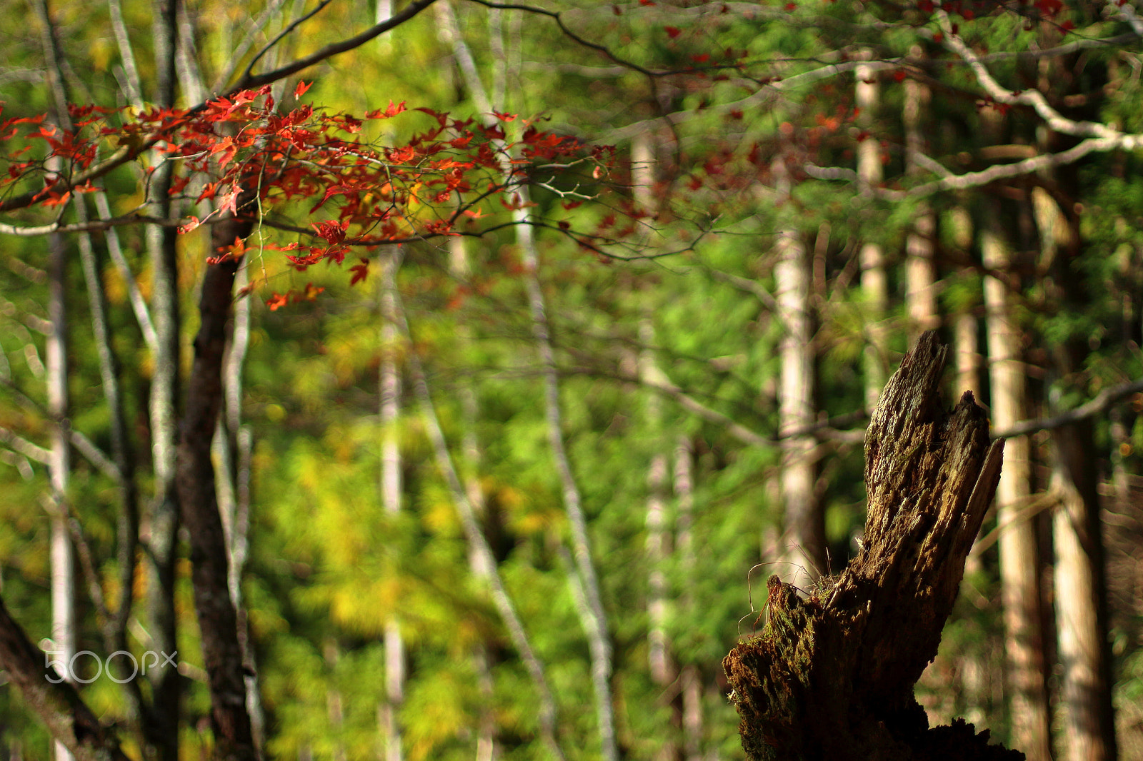 Canon EOS 100D (EOS Rebel SL1 / EOS Kiss X7) + Canon EF 50mm F1.4 USM sample photo. A rabbit looks up red leaves photography