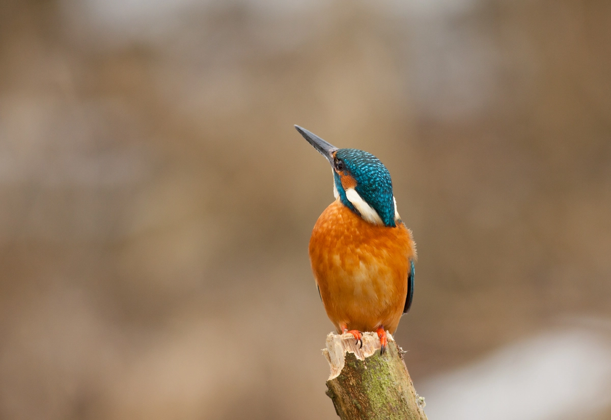Canon EOS 50D + Canon EF 400mm F5.6L USM sample photo. Kingfisher photography