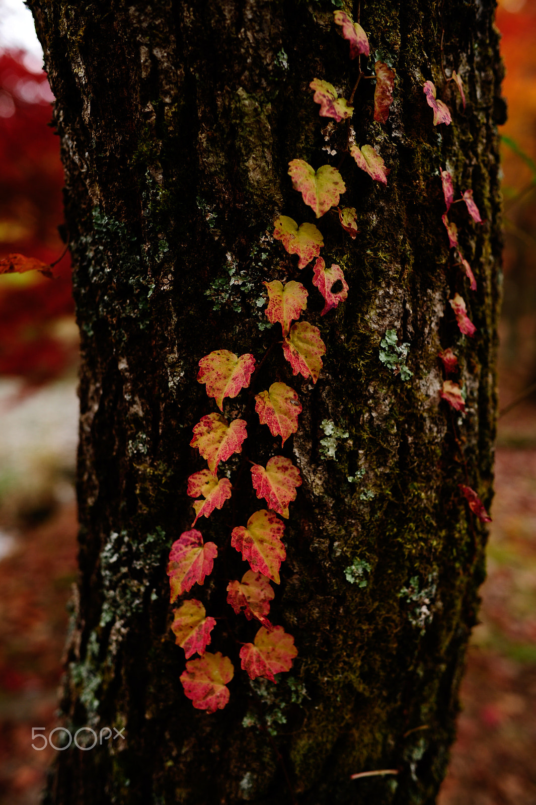 Nikon D3S + Nikon AF-S Nikkor 28mm F1.8G sample photo. Red leaves 2 photography