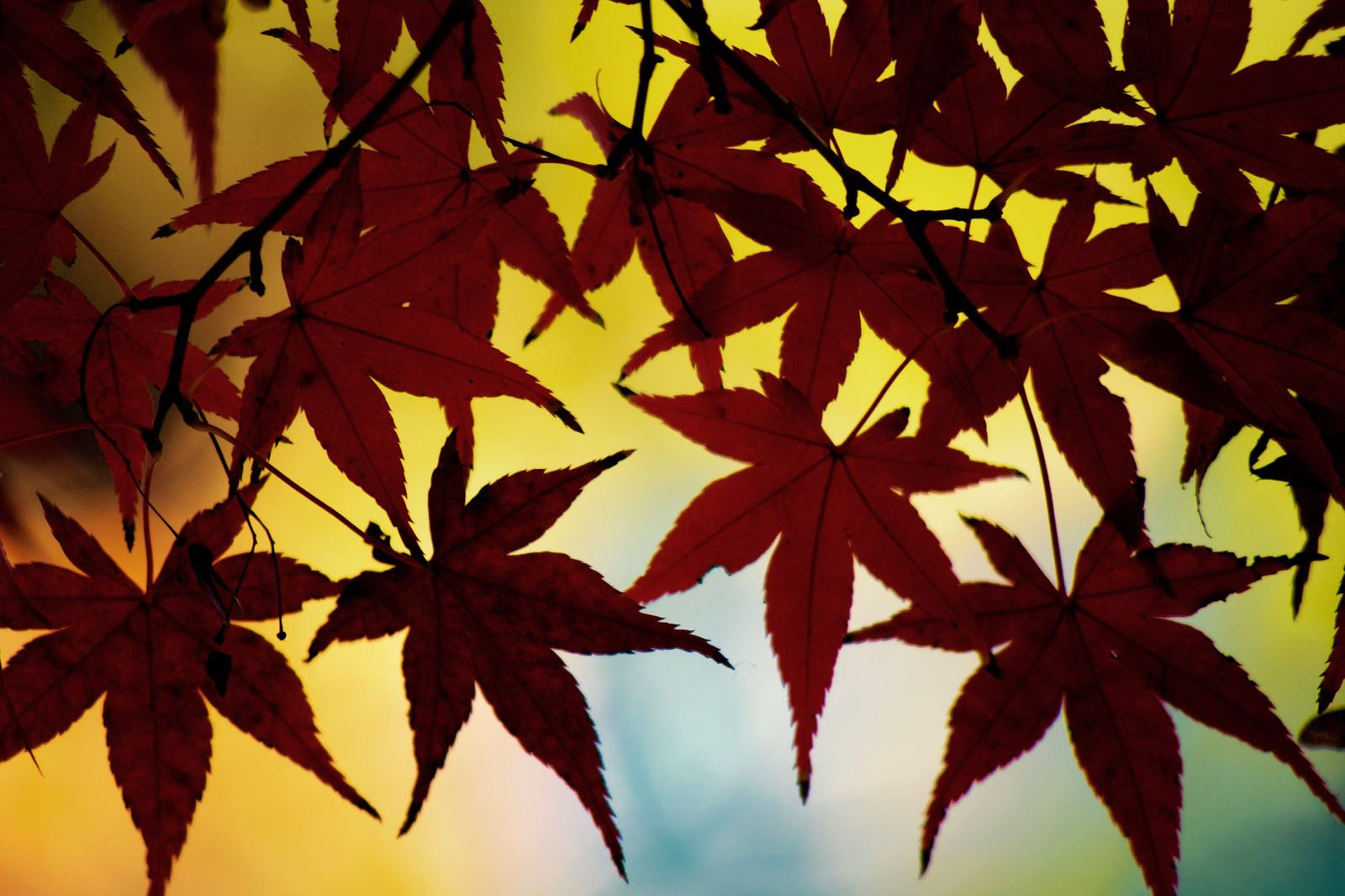 smc PENTAX-DA L 55-300mm F4-5.8 ED sample photo. Leaves photography