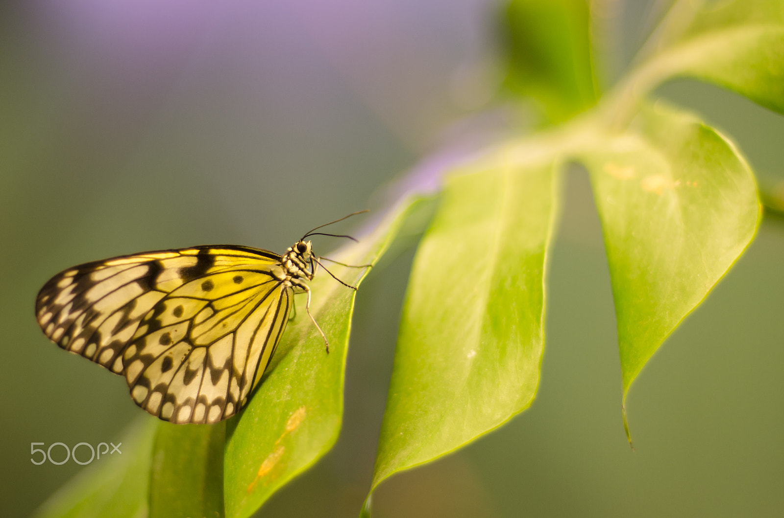 Nikon D5100 + Nikon AF Nikkor 50mm F1.8D sample photo. Tree nymph photography