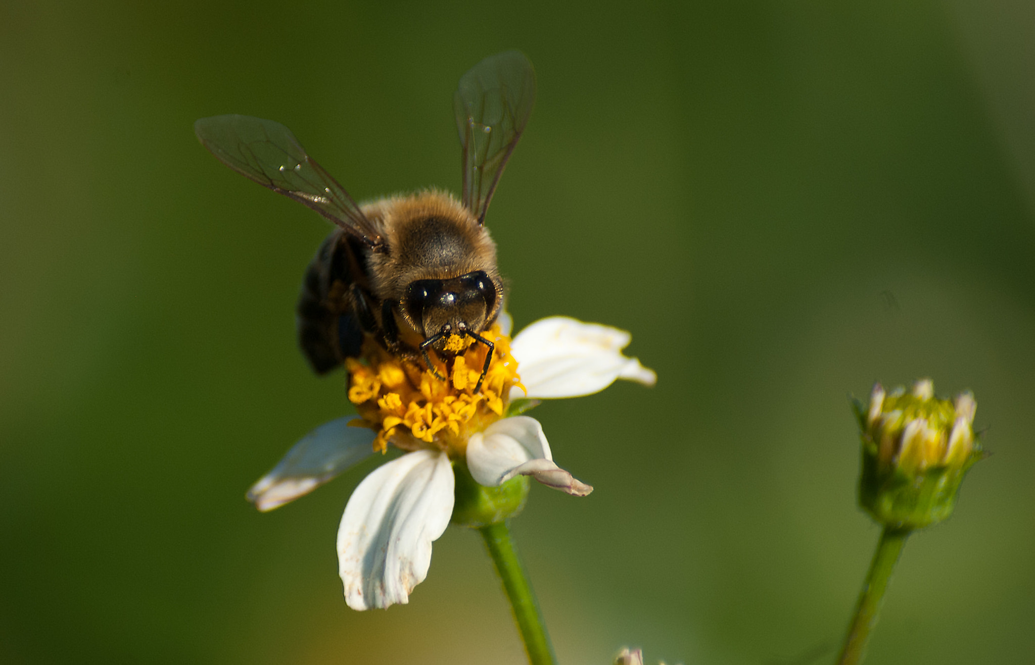 Nikon D200 + Sigma 70-300mm F4-5.6 DG Macro sample photo. Breakfast photography