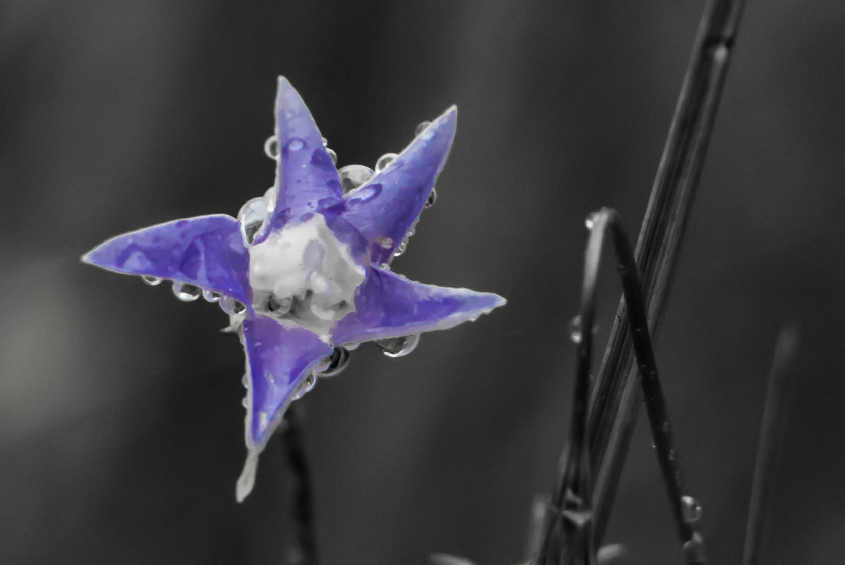 Canon EOS M3 sample photo. __star burst after the rain__ photography