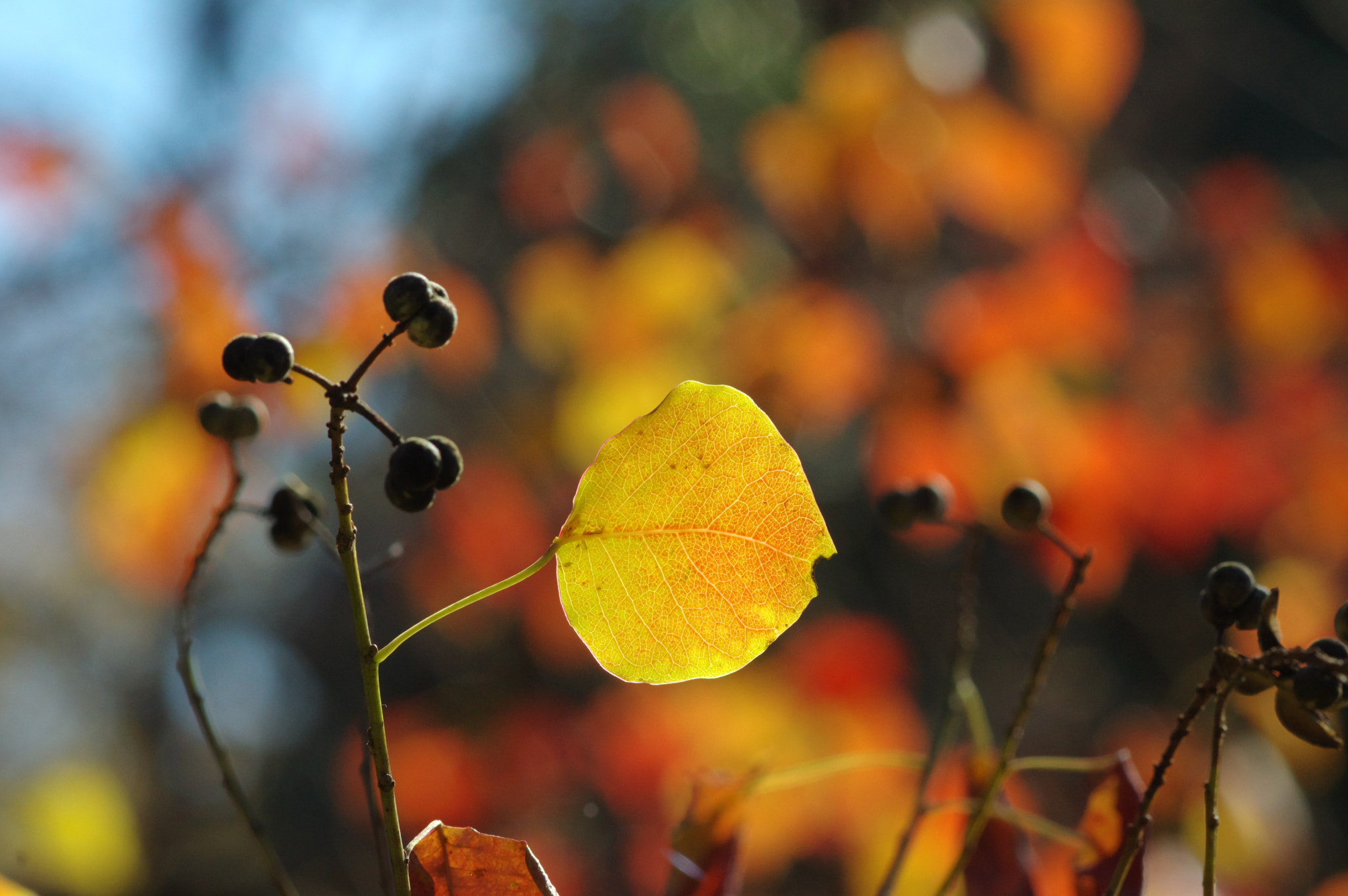 Pentax K-3 + Pentax smc DA* 200mm F2.8 ED (IF) SDM sample photo. Moment in love photography