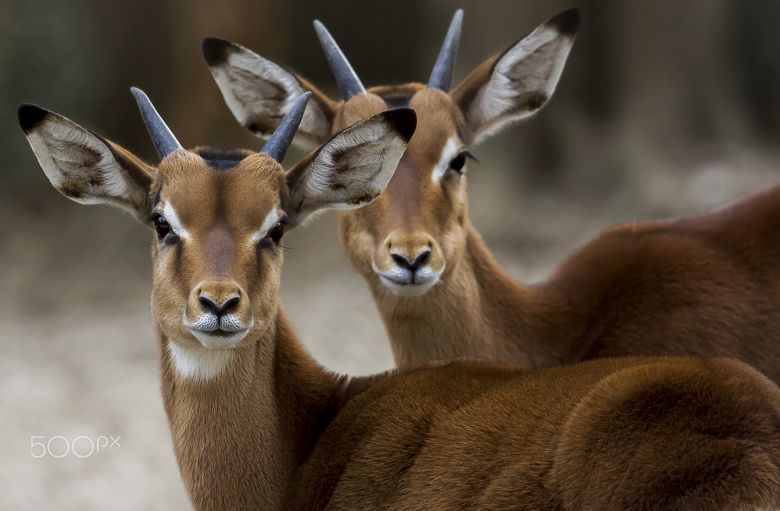 Canon EOS 7D + Canon EF 400mm F2.8L IS USM sample photo. En el bosque photography
