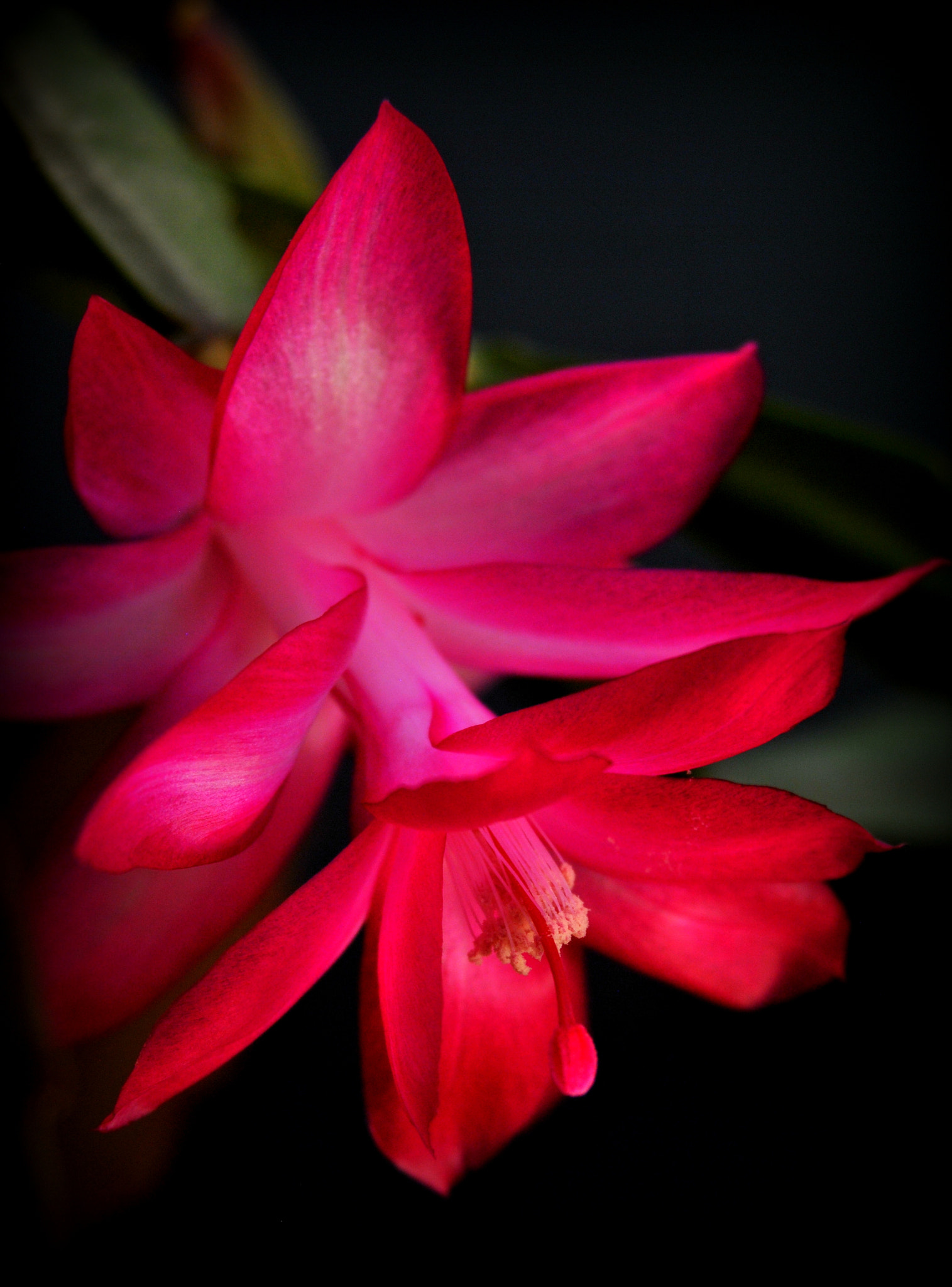Sigma 28-90mm F3.5-5.6 Macro sample photo. Christmas cactus flower photography