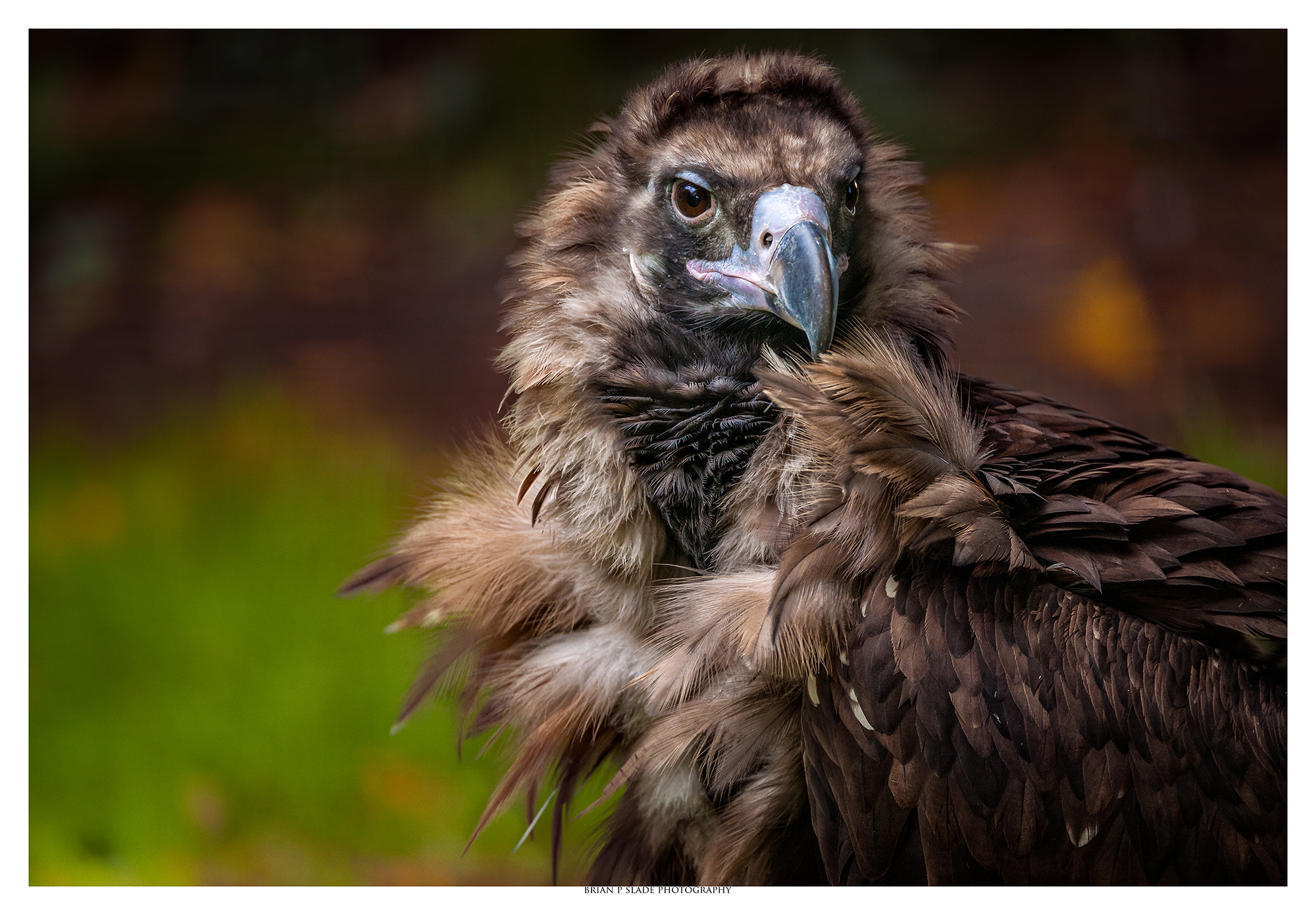 Sigma 150-600mm F5-6.3 DG OS HSM | C sample photo. Eurasian black vulture photography