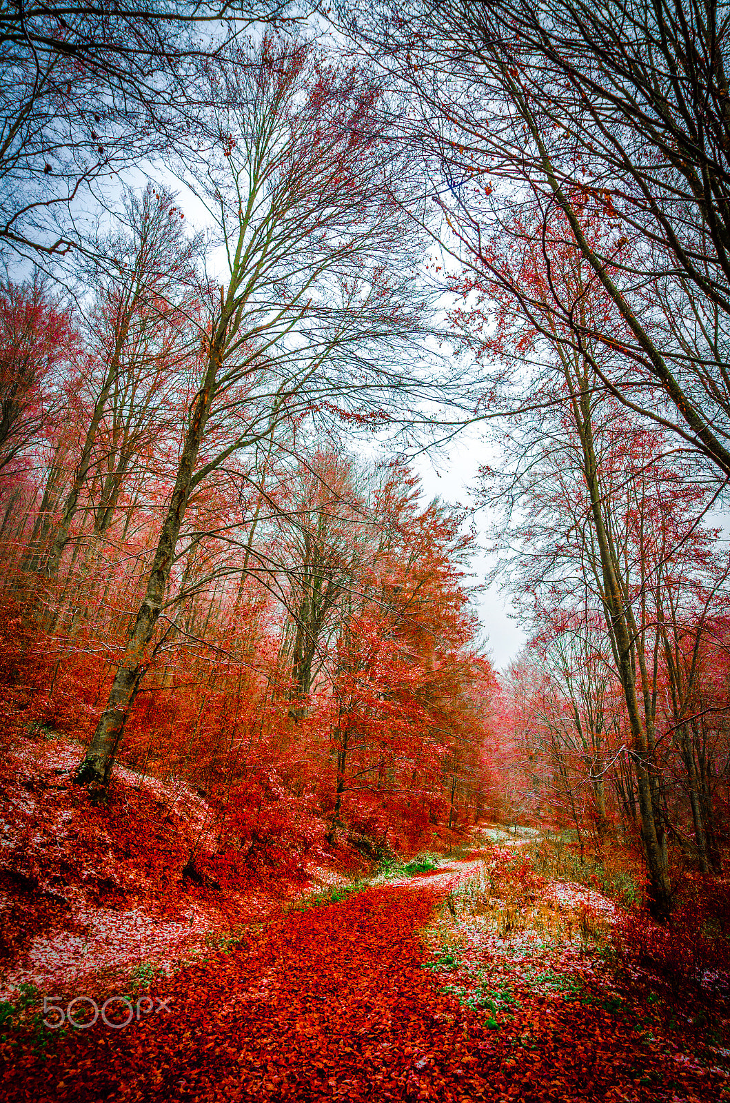 Nikon AF-S Nikkor 14-24mm F2.8G ED sample photo. Colors of autumn1 photography