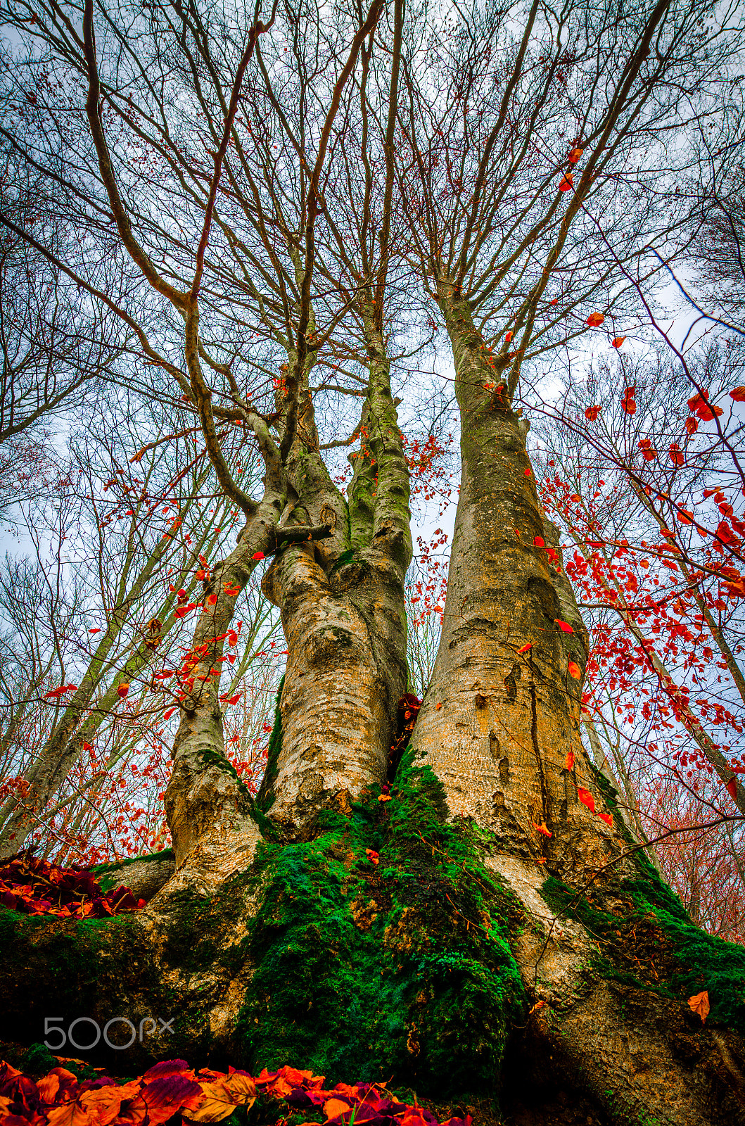 Nikon AF-S Nikkor 14-24mm F2.8G ED sample photo. Colors of autumn2 photography