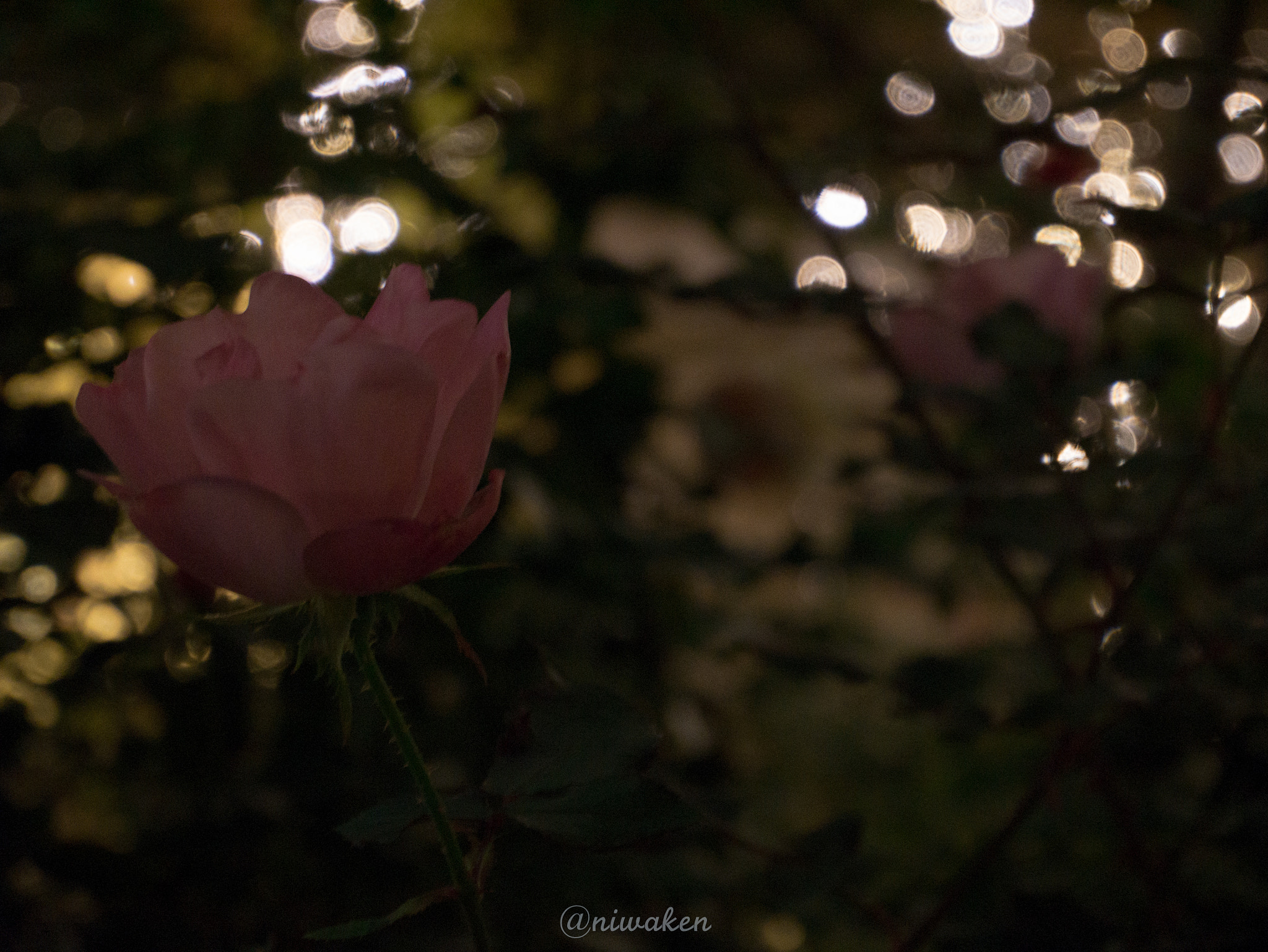 LUMIX G VARIO PZ 14-42/F3.5-5.6 sample photo. Night rose photography