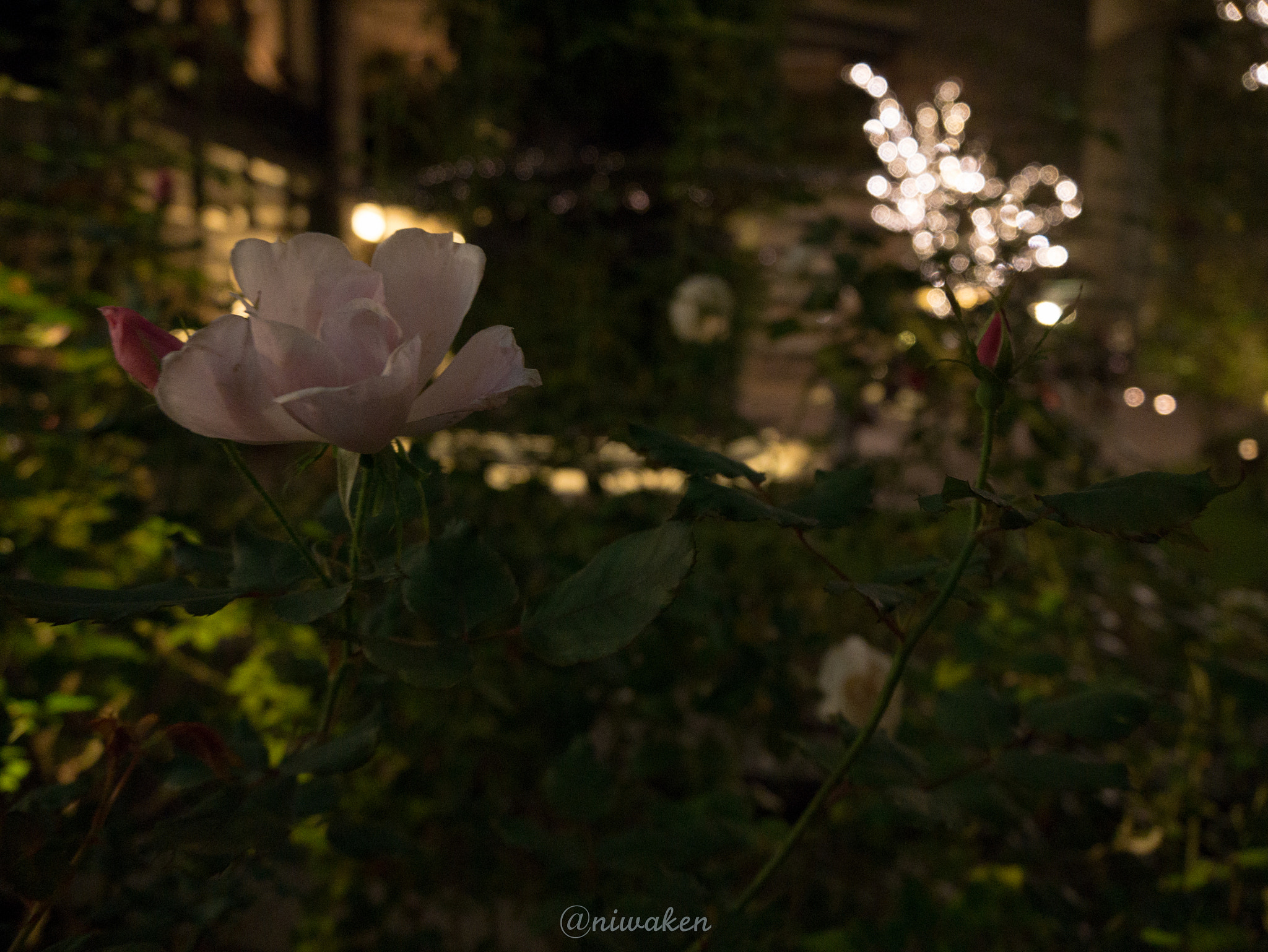 LUMIX G VARIO PZ 14-42/F3.5-5.6 sample photo. Pinkrose and lightflower photography