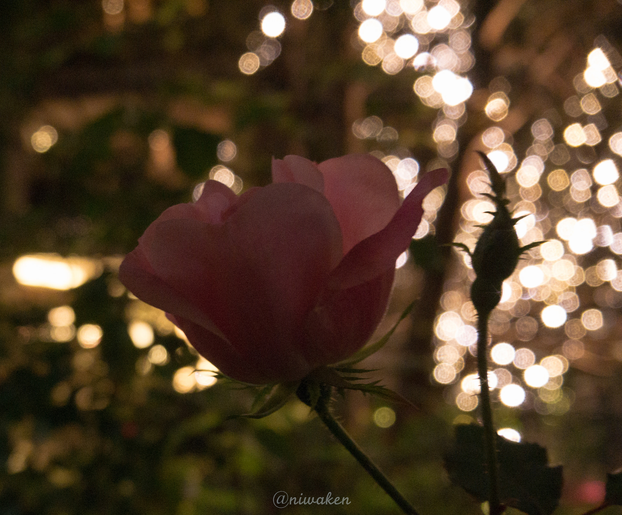 LUMIX G VARIO PZ 14-42/F3.5-5.6 sample photo. Night rose photography