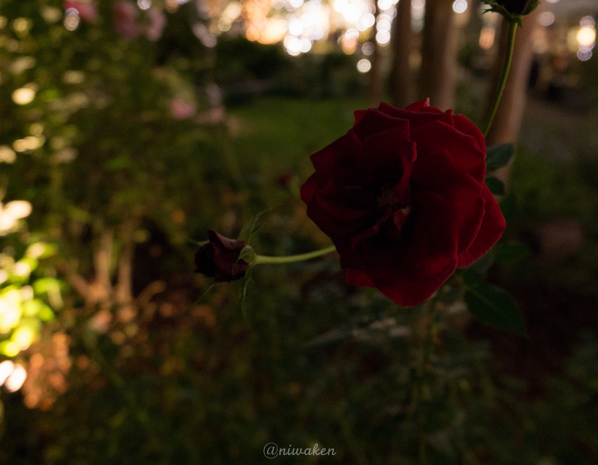 LUMIX G VARIO PZ 14-42/F3.5-5.6 sample photo. Night rose photography