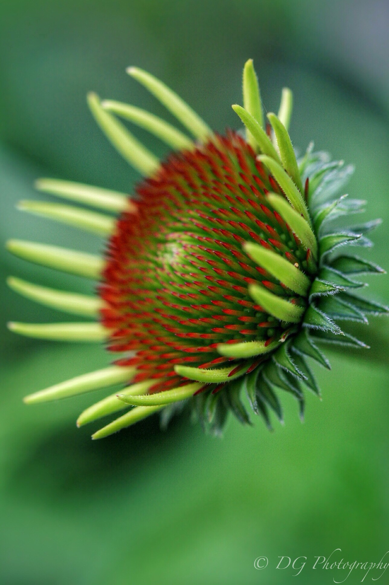 Canon EF 100mm F2.8 Macro USM sample photo. Macro 2015 photography