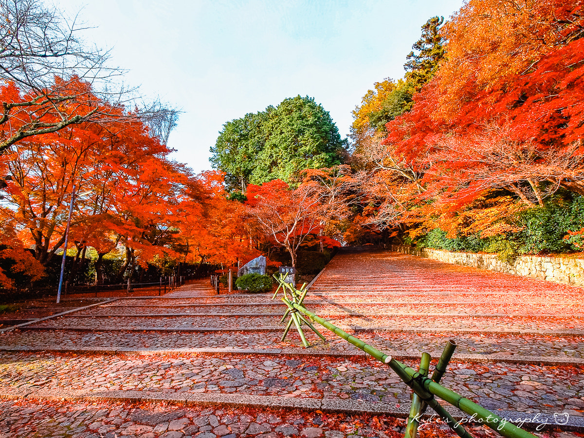Olympus Zuiko Digital ED 9-18mm F4.0-5.6 sample photo. 光明寺 photography