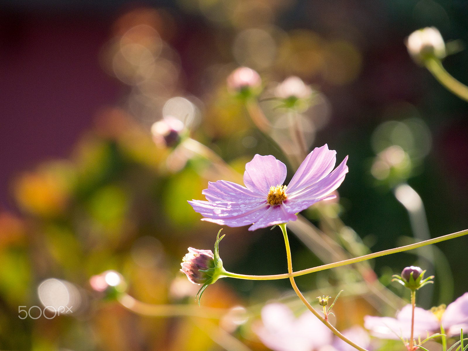 LUMIX G VARIO 35-100/F4.0-5.6 sample photo. Cosmos in morning light photography