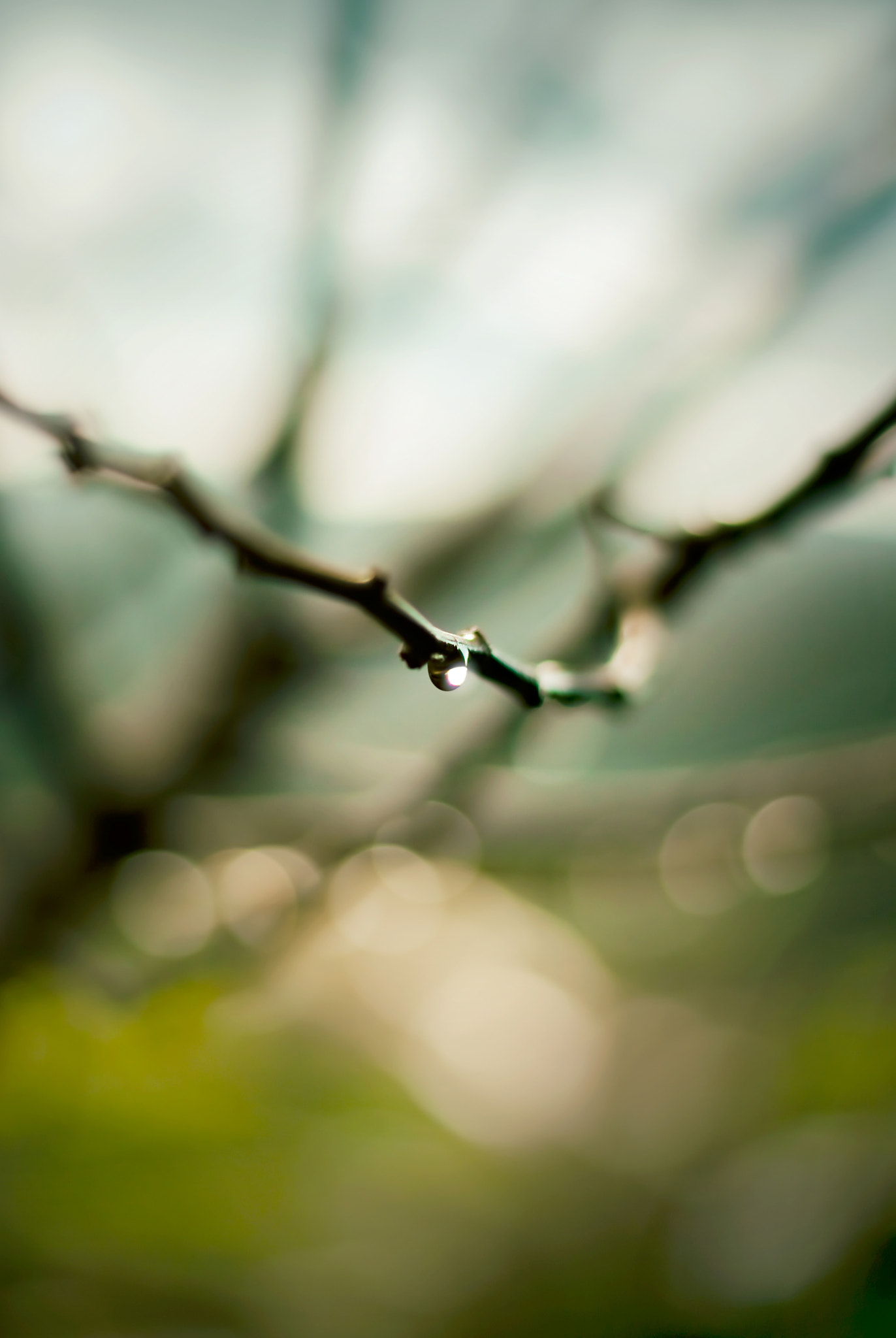 Sony Alpha DSLR-A300 sample photo. Branch tear photography