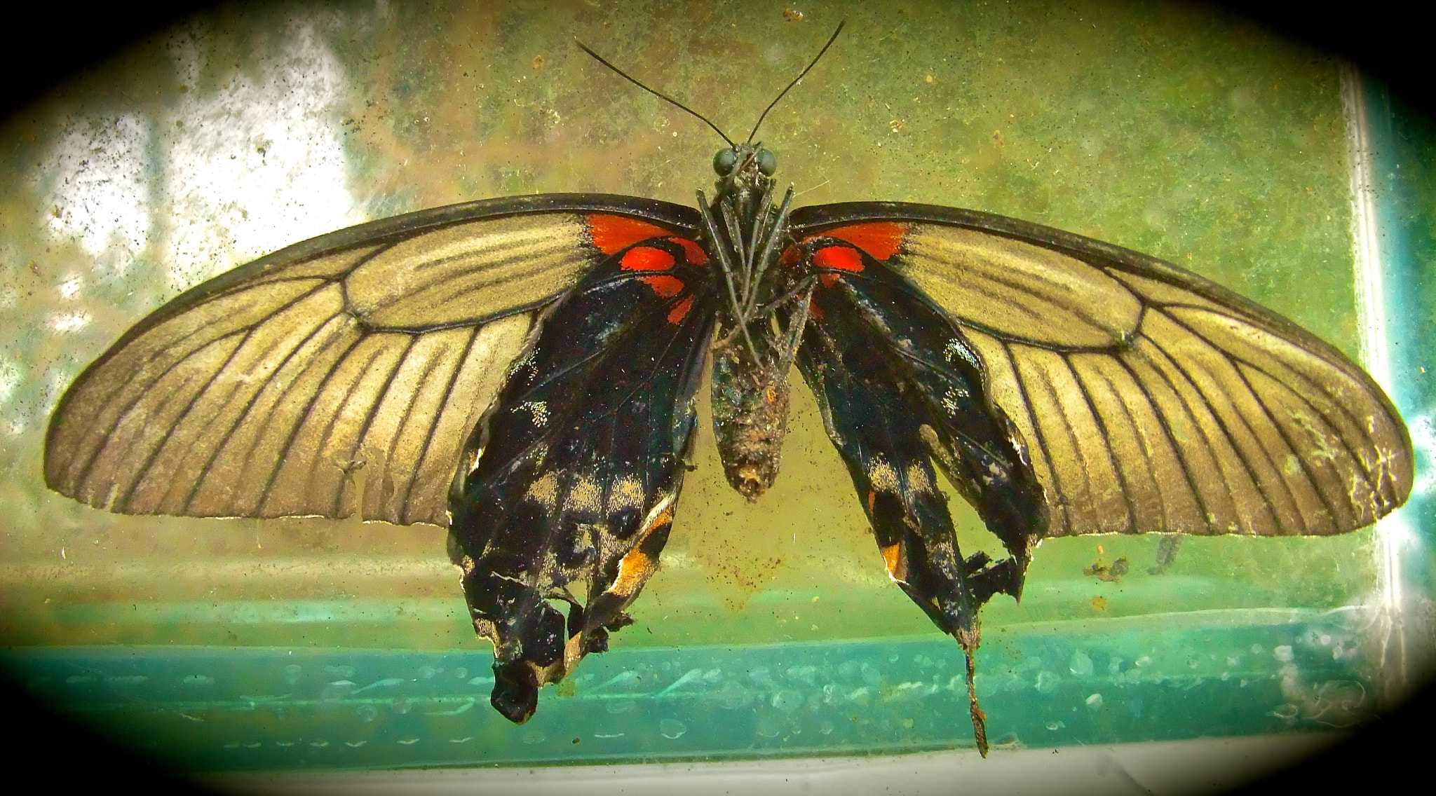Fujifilm FinePix F100fd sample photo. Deceased butterfly photography