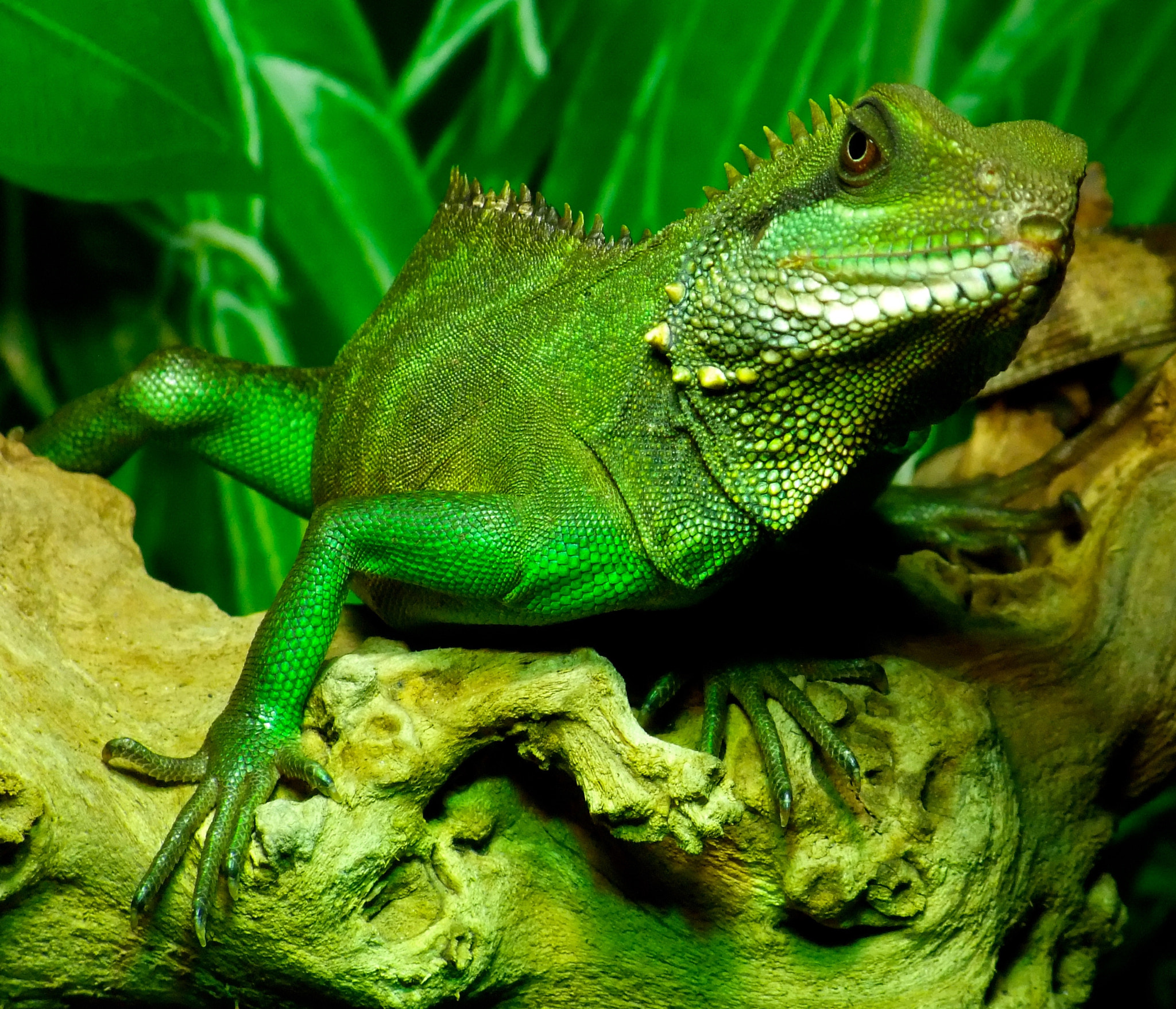 Fujifilm FinePix F100fd sample photo. Lizard king photography