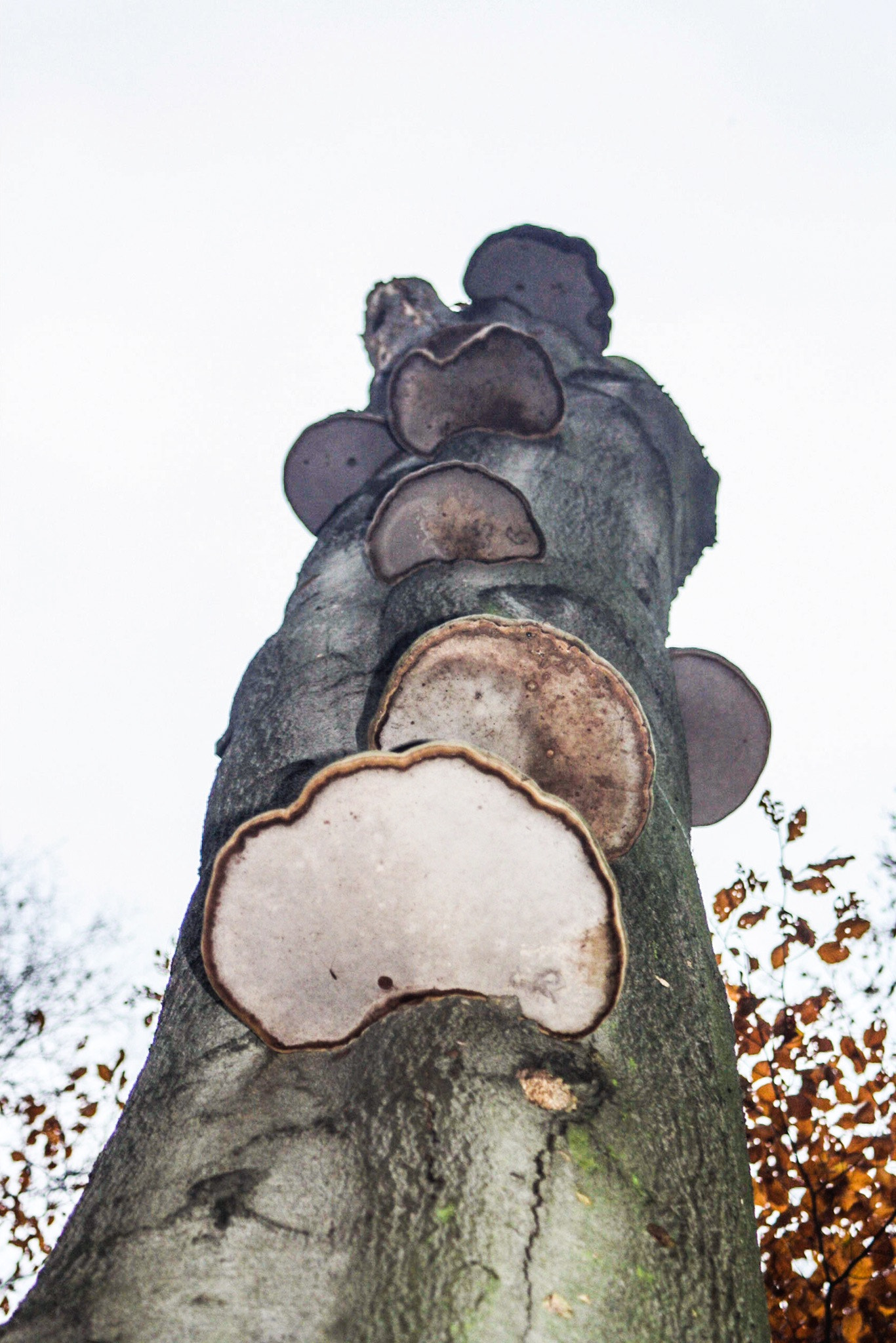 Canon EF 28-90mm f/4-5.6 sample photo. Mystic  mushrooms at a tree..... photography