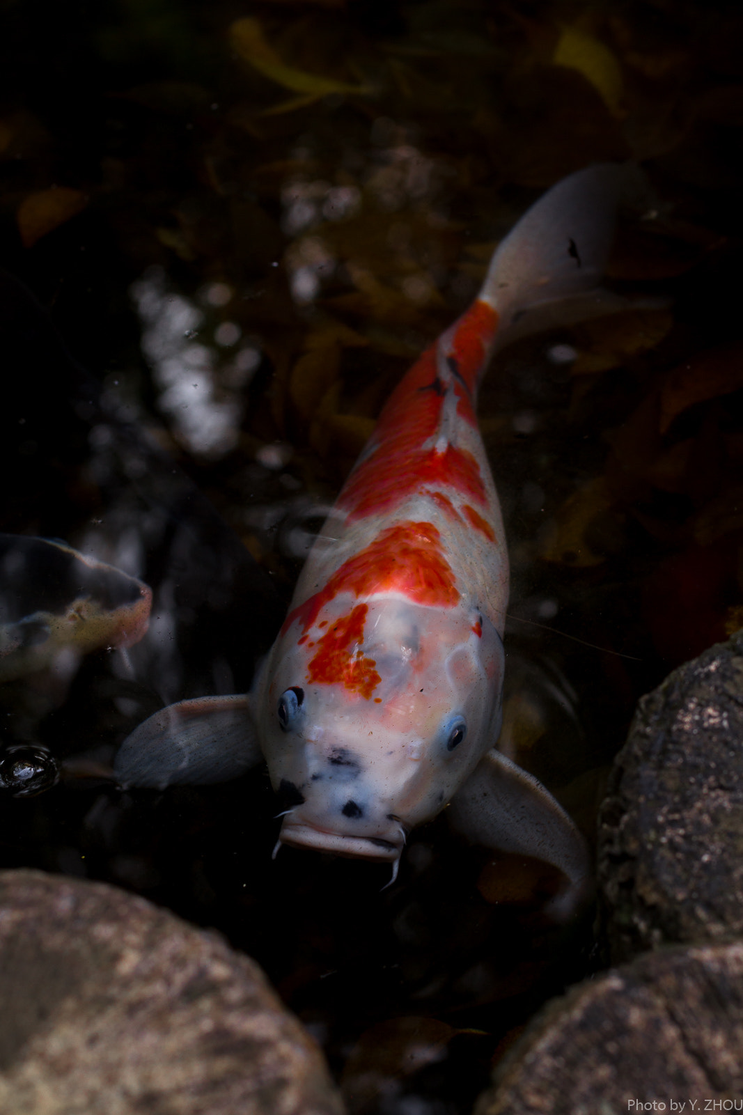 Canon EOS 60D + Sigma 50mm f/2.8 EX sample photo. Goldfish photography