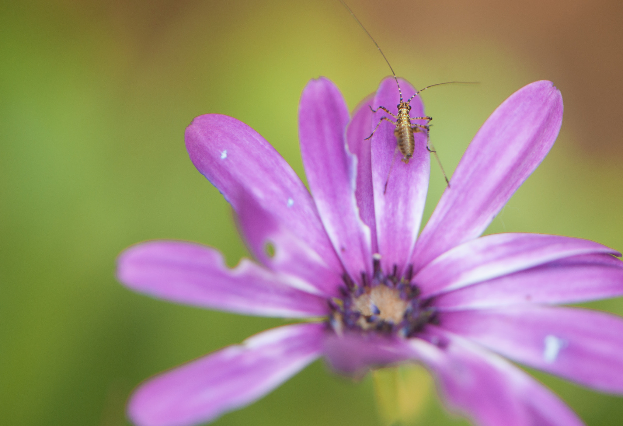 Nikon AF-S DX Micro-Nikkor 85mm F3.5G ED VR sample photo. Look closer photography