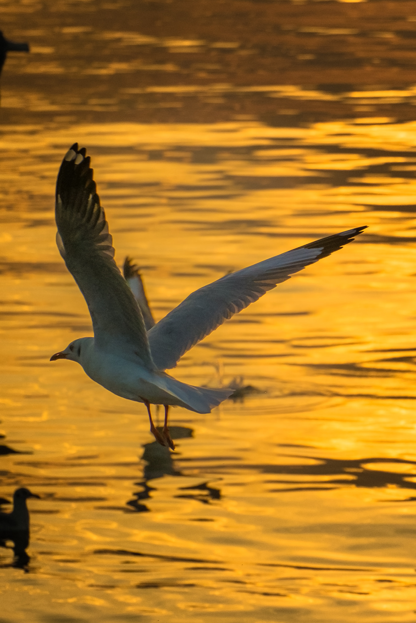 Fujifilm X-M1 + Fujifilm XC 50-230mm F4.5-6.7 OIS II sample photo. Let's fly photography