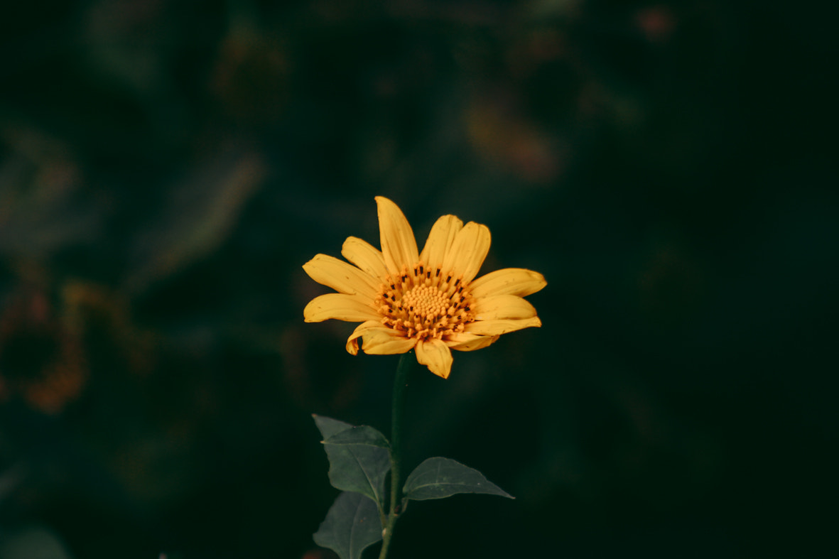 Canon EOS 60D + Canon EF 100-300mm F4.5-5.6 USM sample photo.  a little wild sunflower photography