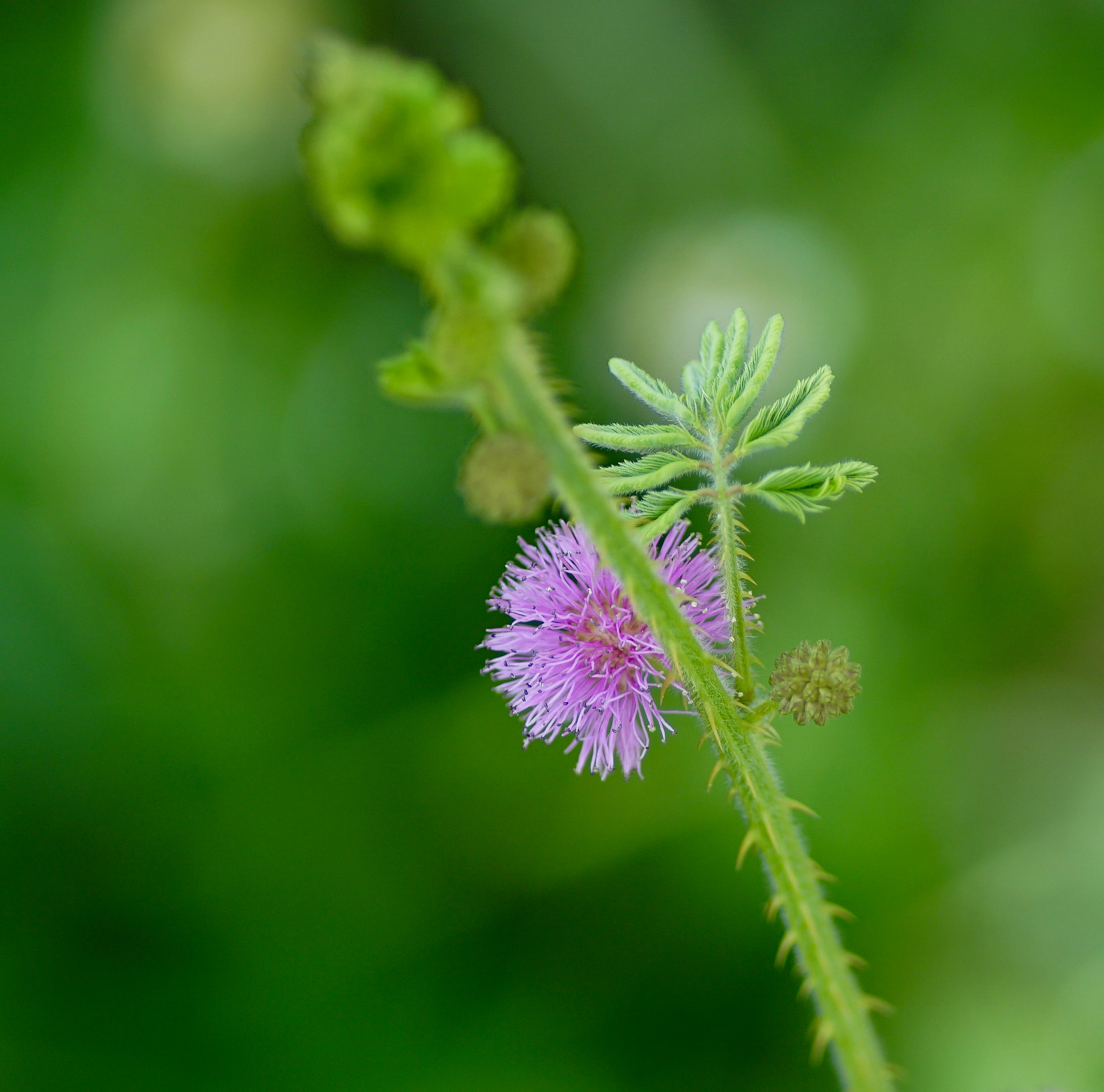 Sony a6000 + Tamron SP AF 90mm F2.8 Di Macro sample photo. Flower bud photography