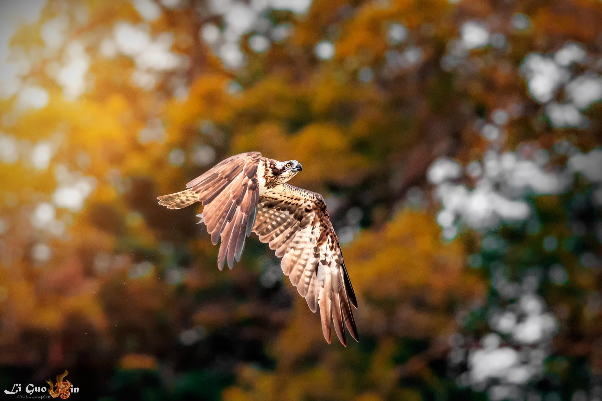 Canon EOS-1D X + Canon EF 400mm F5.6L USM sample photo. 魚鷹 photography