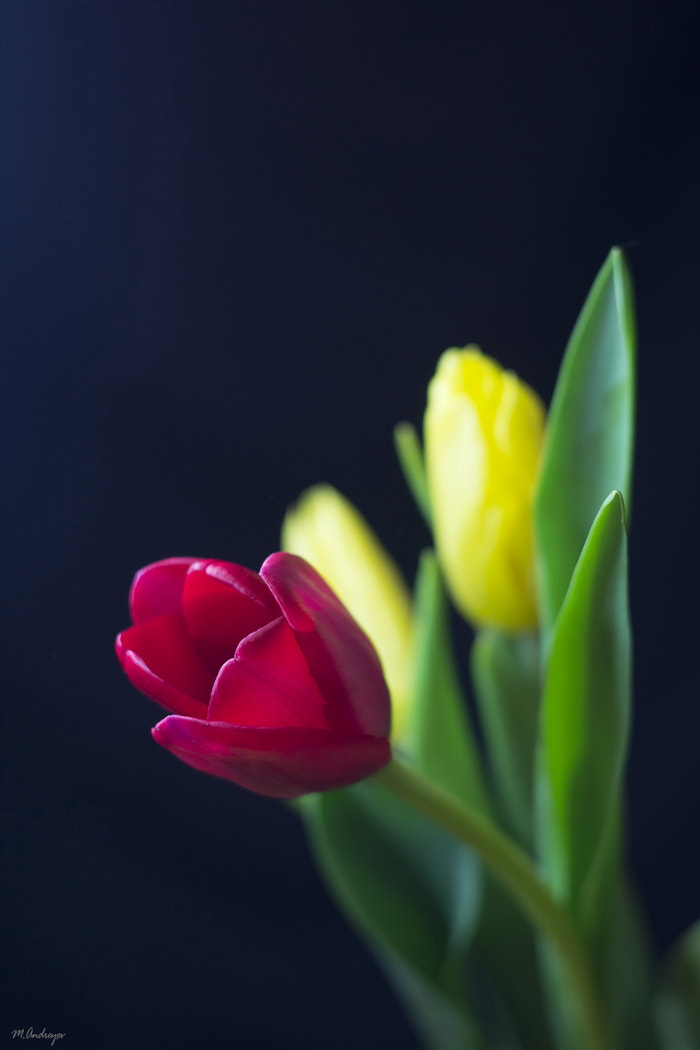 Sony Alpha DSLR-A580 + Minolta AF 50mm F1.7 sample photo. Tulips photography