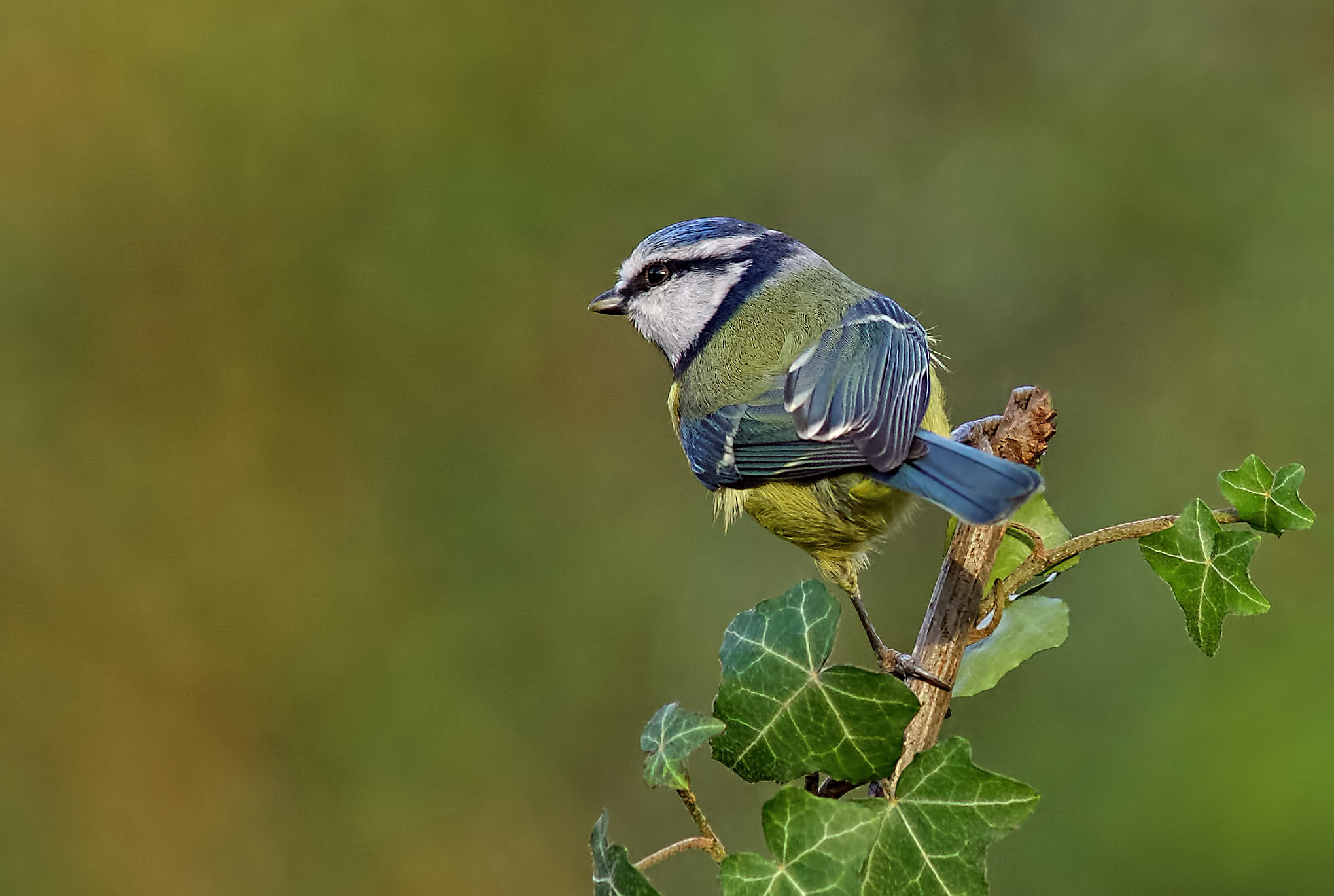 Sony a99 II + Minolta AF 300mm F2.8 HS-APO G sample photo. Balancing photography