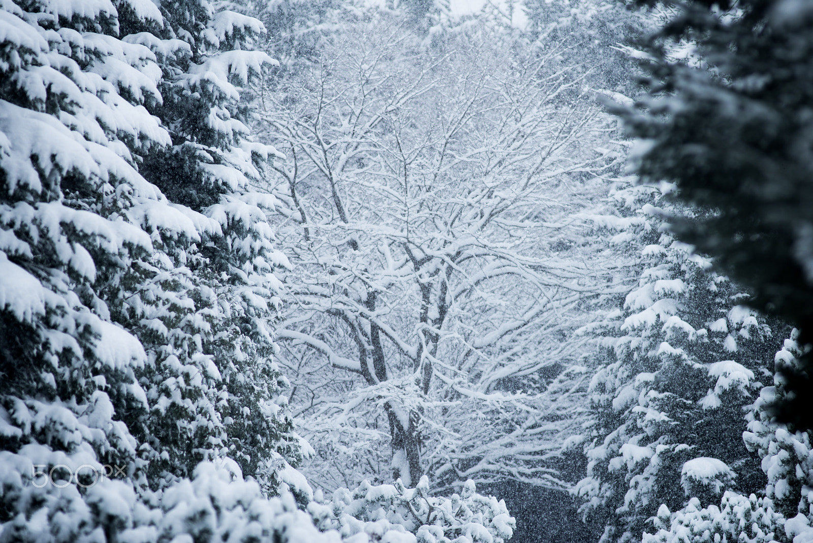 Nikon D610 + Nikon AF Nikkor 180mm F2.8D ED-IF sample photo. The day when winter came photography