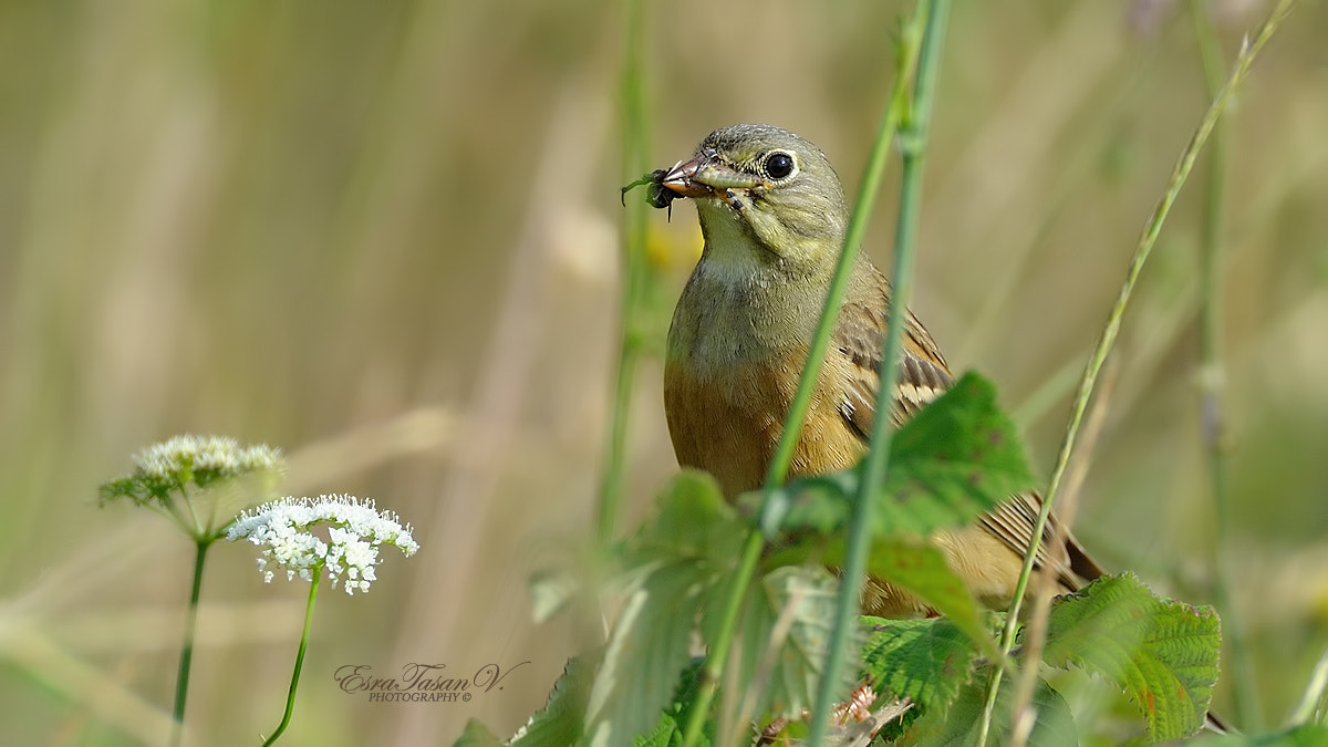 Nikon AF-S Nikkor 600mm F4D ED-IF II sample photo. 0rtolan bunting / kirazkuşu... photography