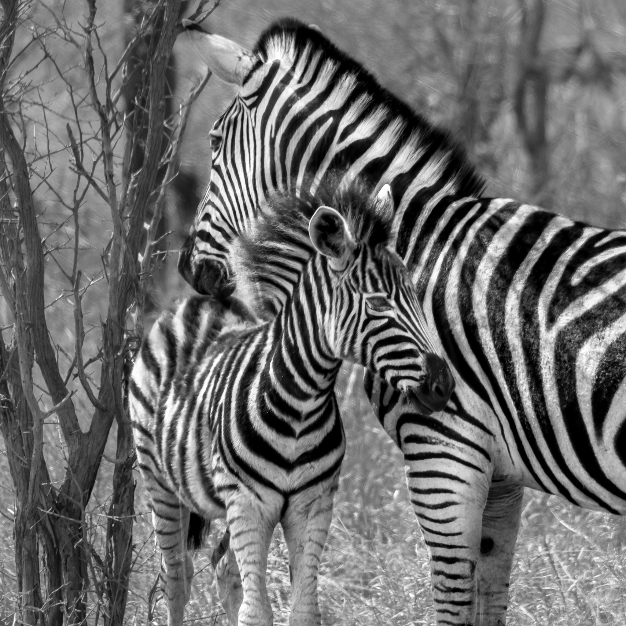 Sigma 150-500mm F5-6.3 DG OS HSM sample photo. Zebras photography