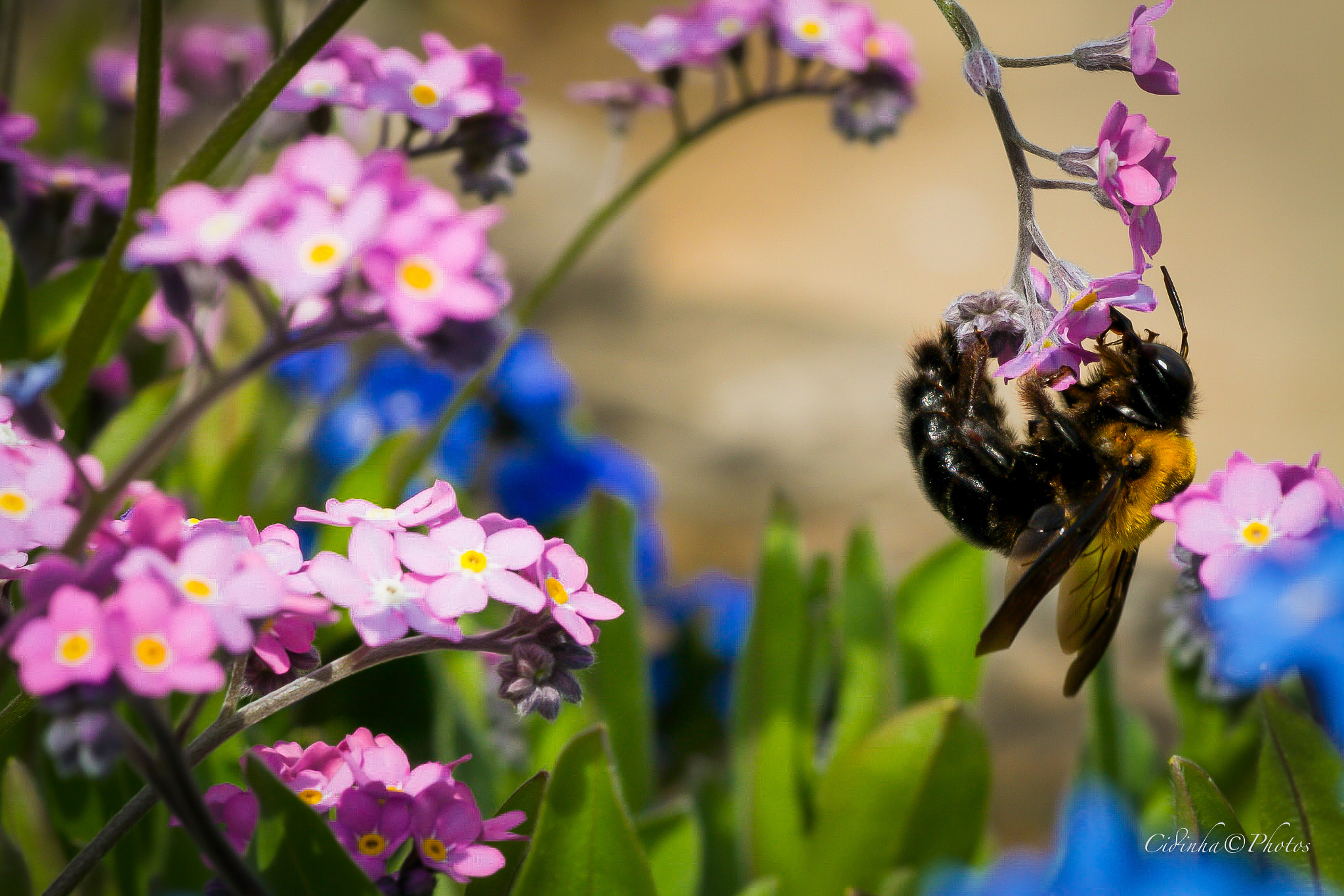 Canon EOS 7D + Tamron SP AF 90mm F2.8 Di Macro sample photo. Zangao photography