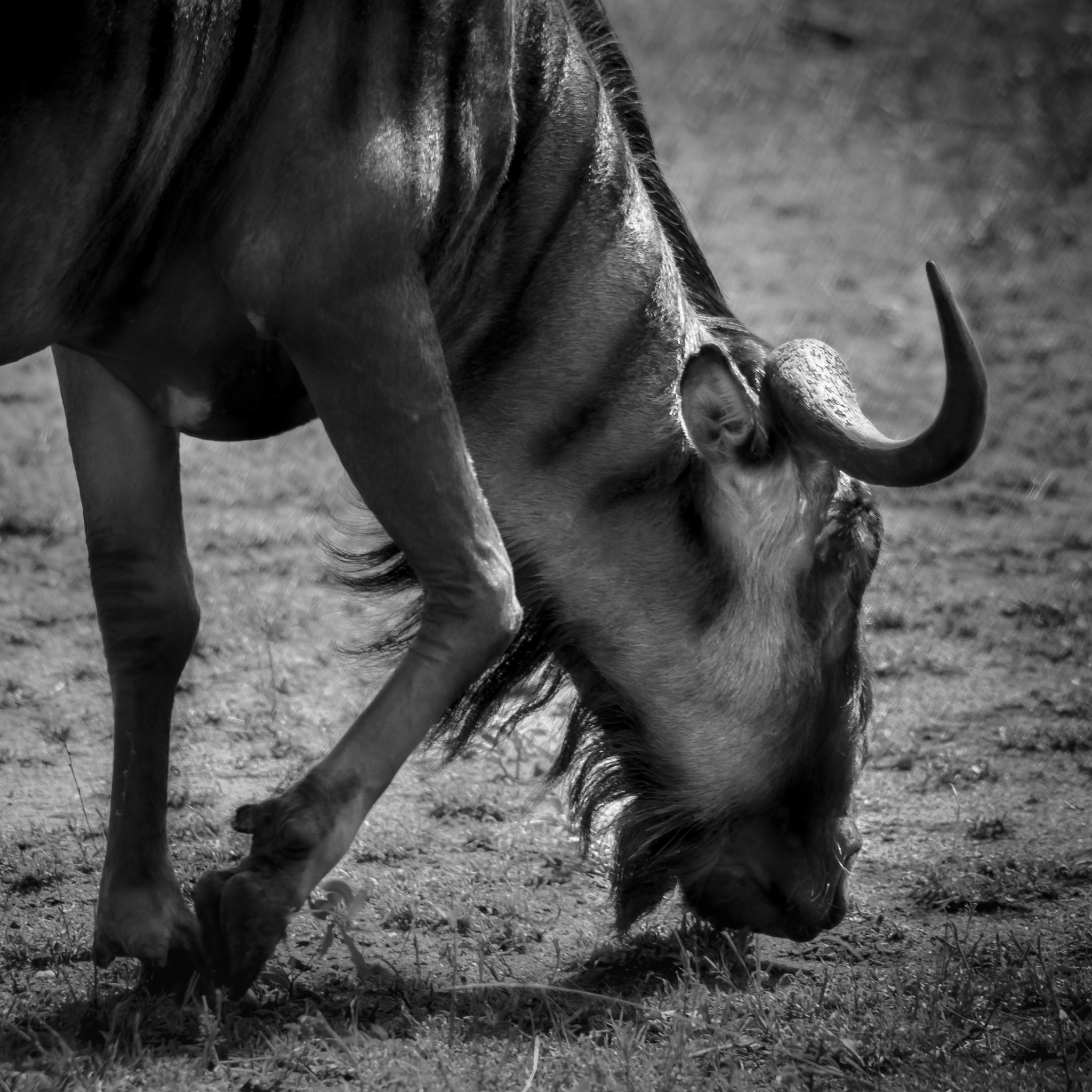 Nikon D5000 + Sigma 150-500mm F5-6.3 DG OS HSM sample photo. The wildebeest photography