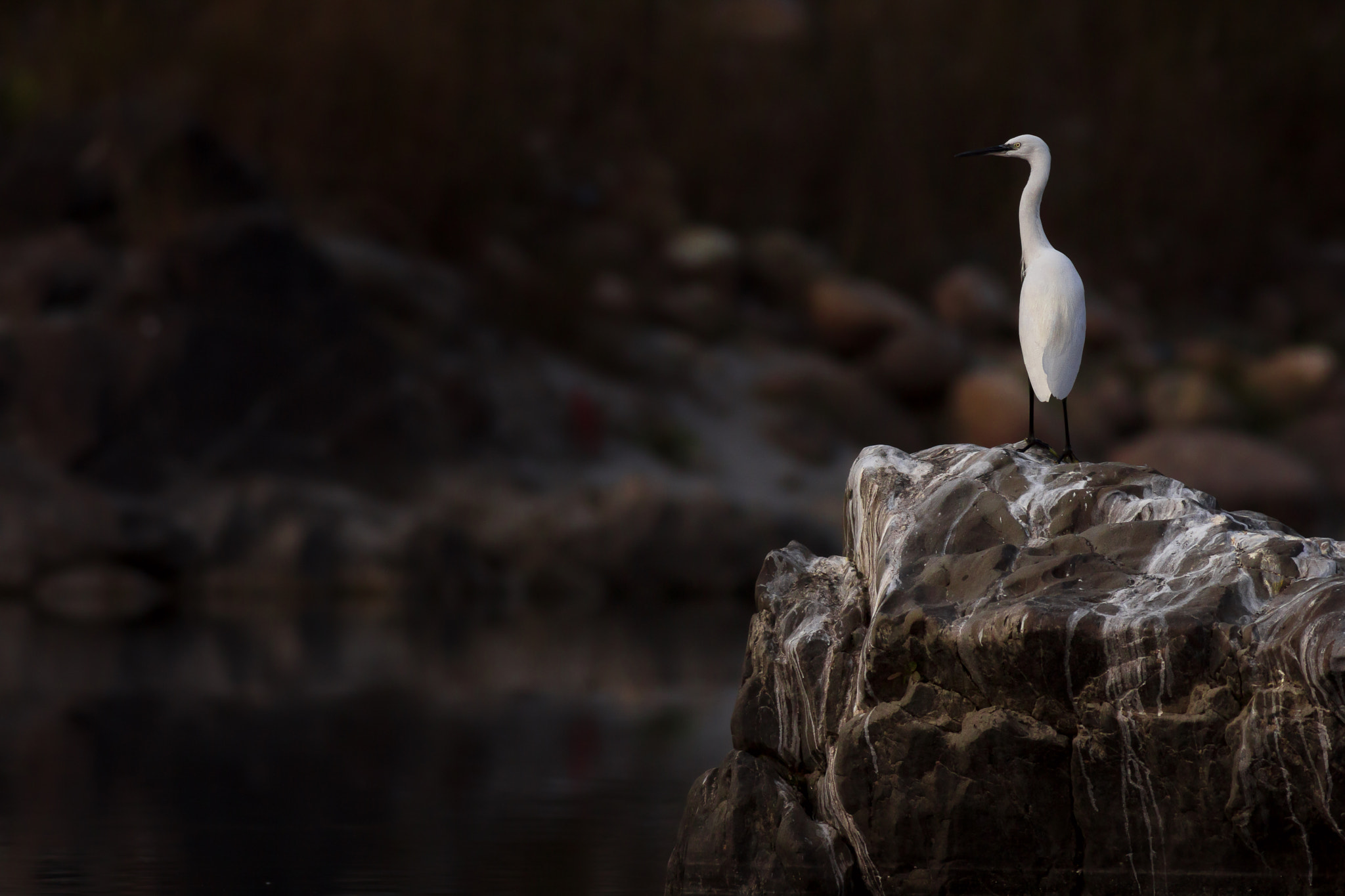 Canon EOS 60D + Canon EF 400mm F5.6L USM sample photo. Enjoying sunset photography