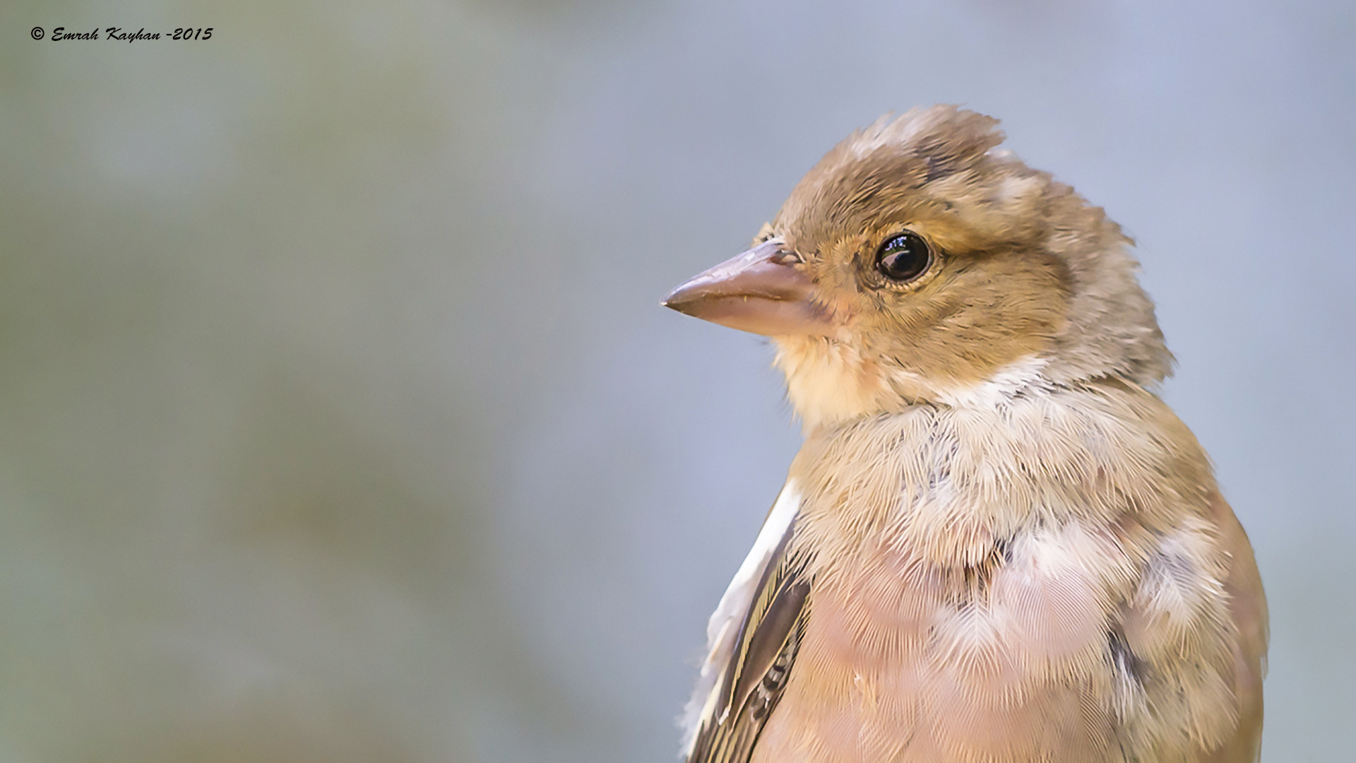Canon EOS 7D + Canon EF 600mm F4L IS II USM sample photo. Common chaffinch photography