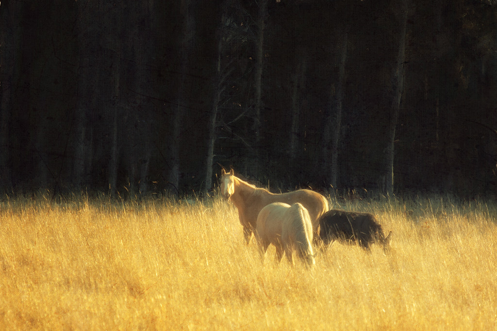 Canon EF 70-200mm F4L IS USM sample photo. Three amigos photography