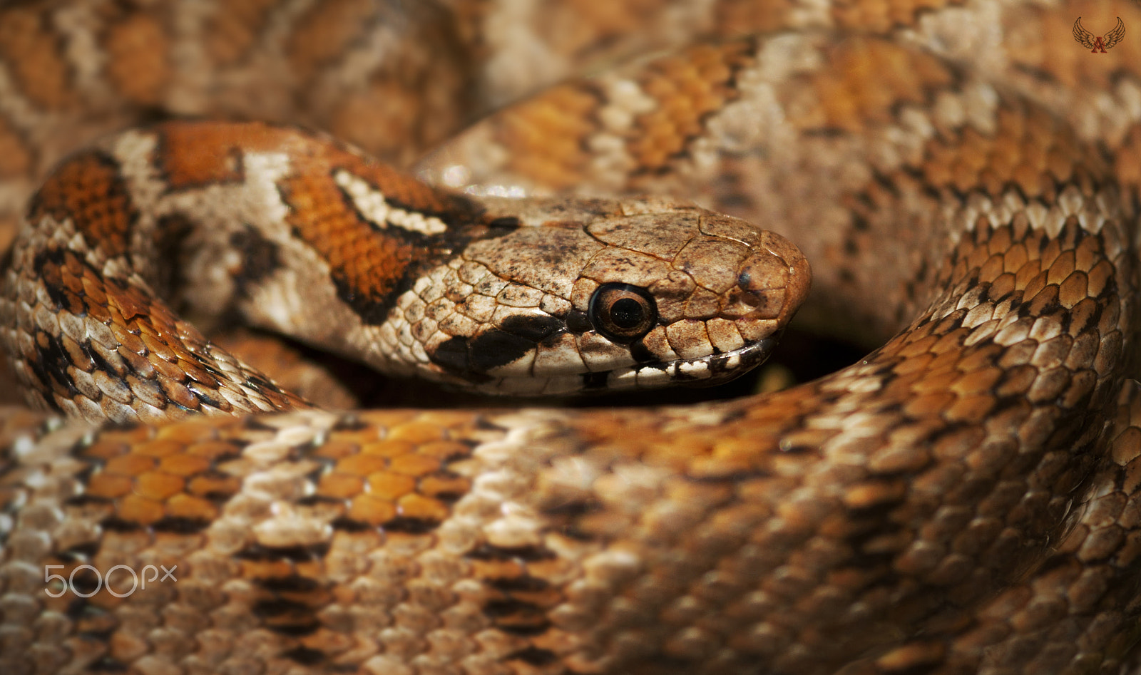 Sigma 105mm F2.8 EX DG Macro sample photo. Transcaucasian rat snake photography
