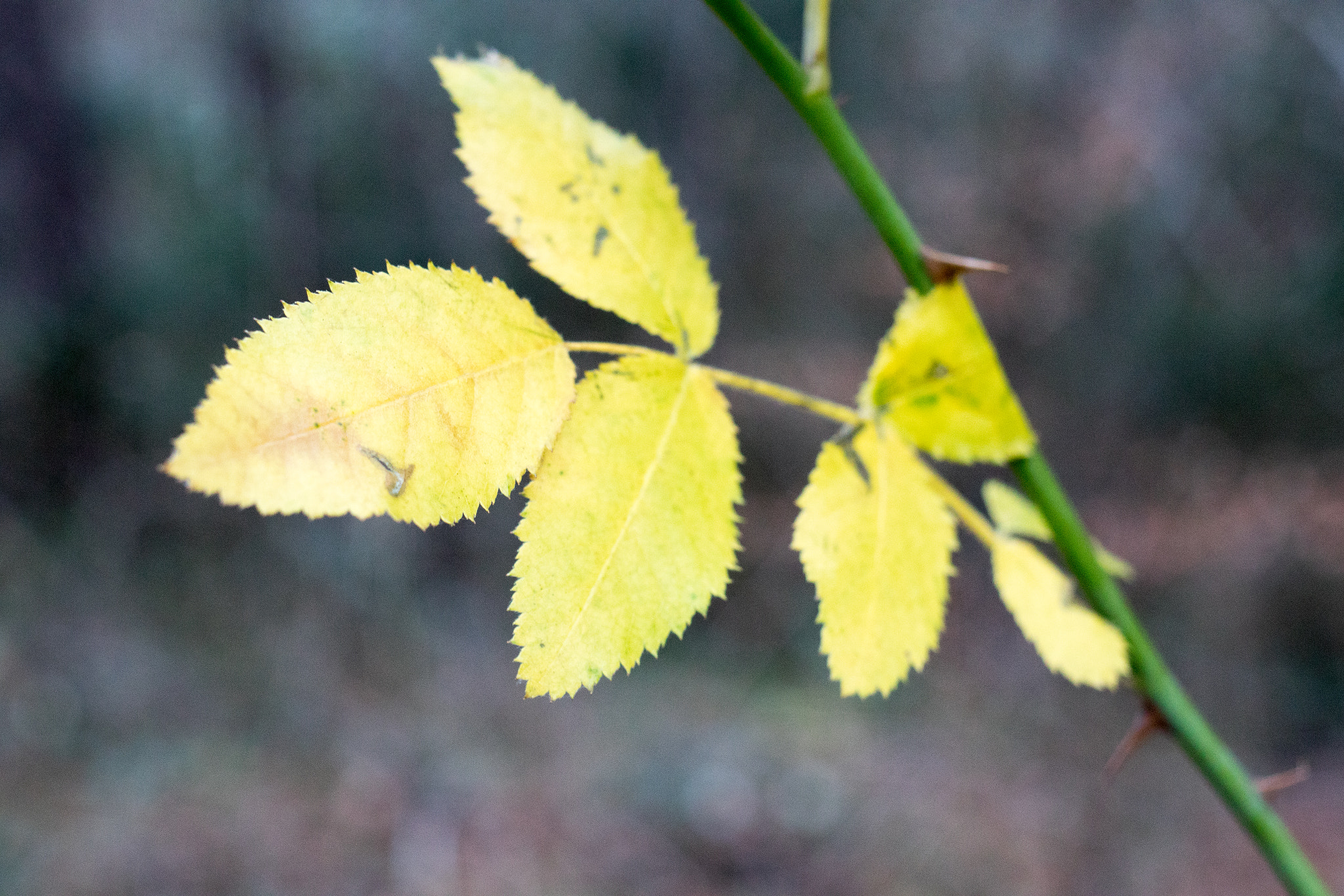Canon EF 35mm F2 IS USM sample photo. Aula natura 2015 photography